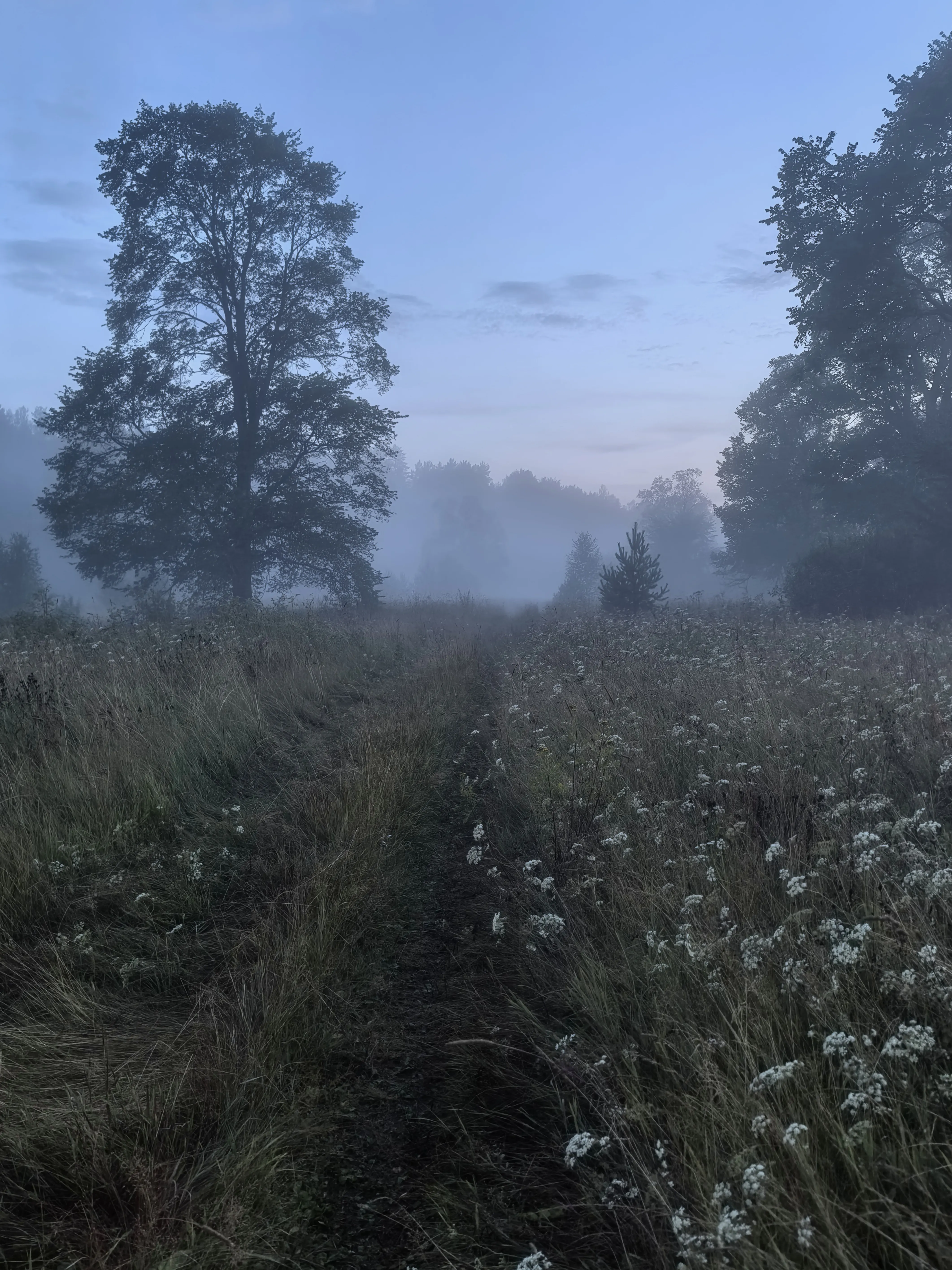 Медовый запах Тишины