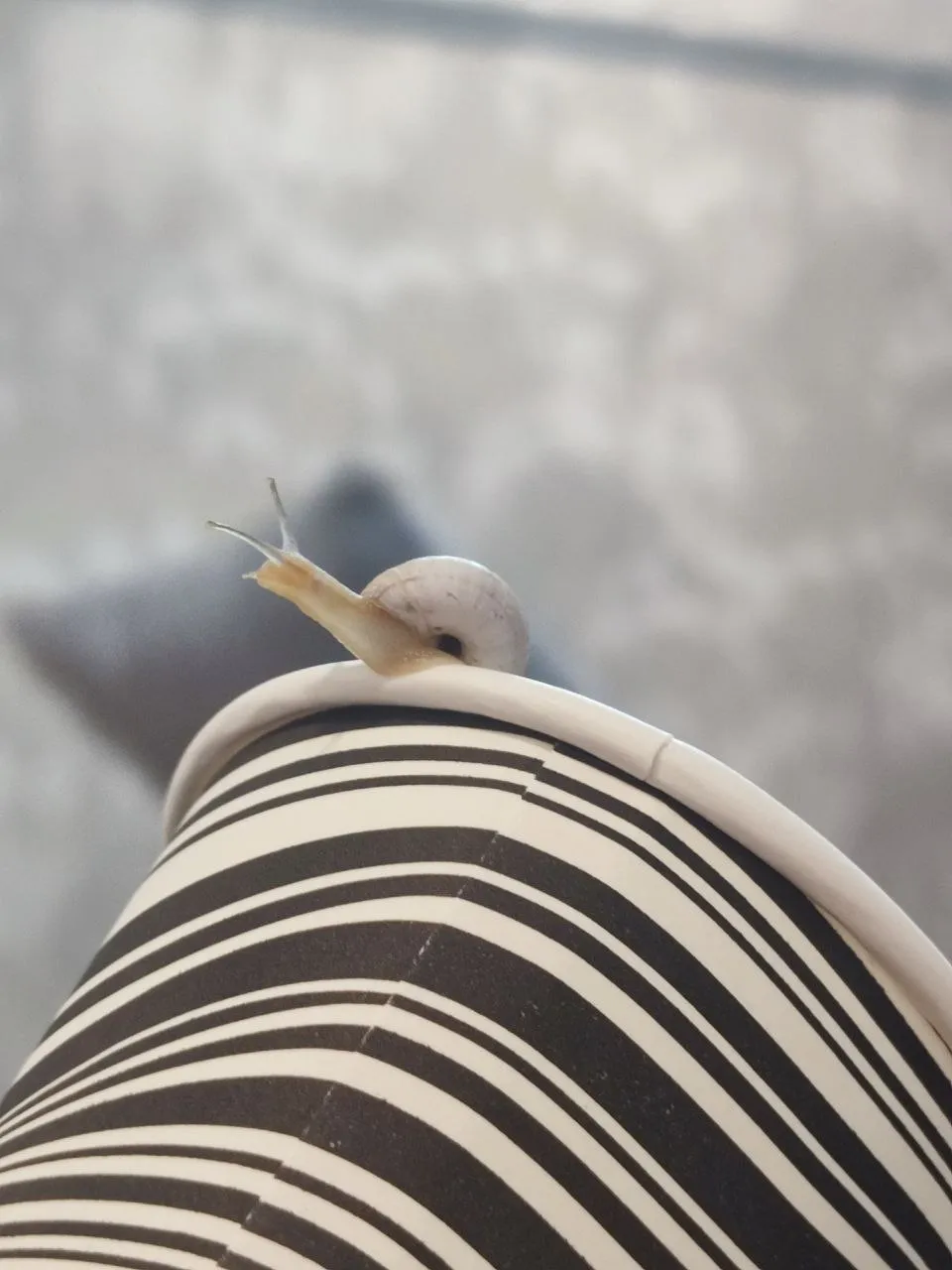 Слушая шум мира