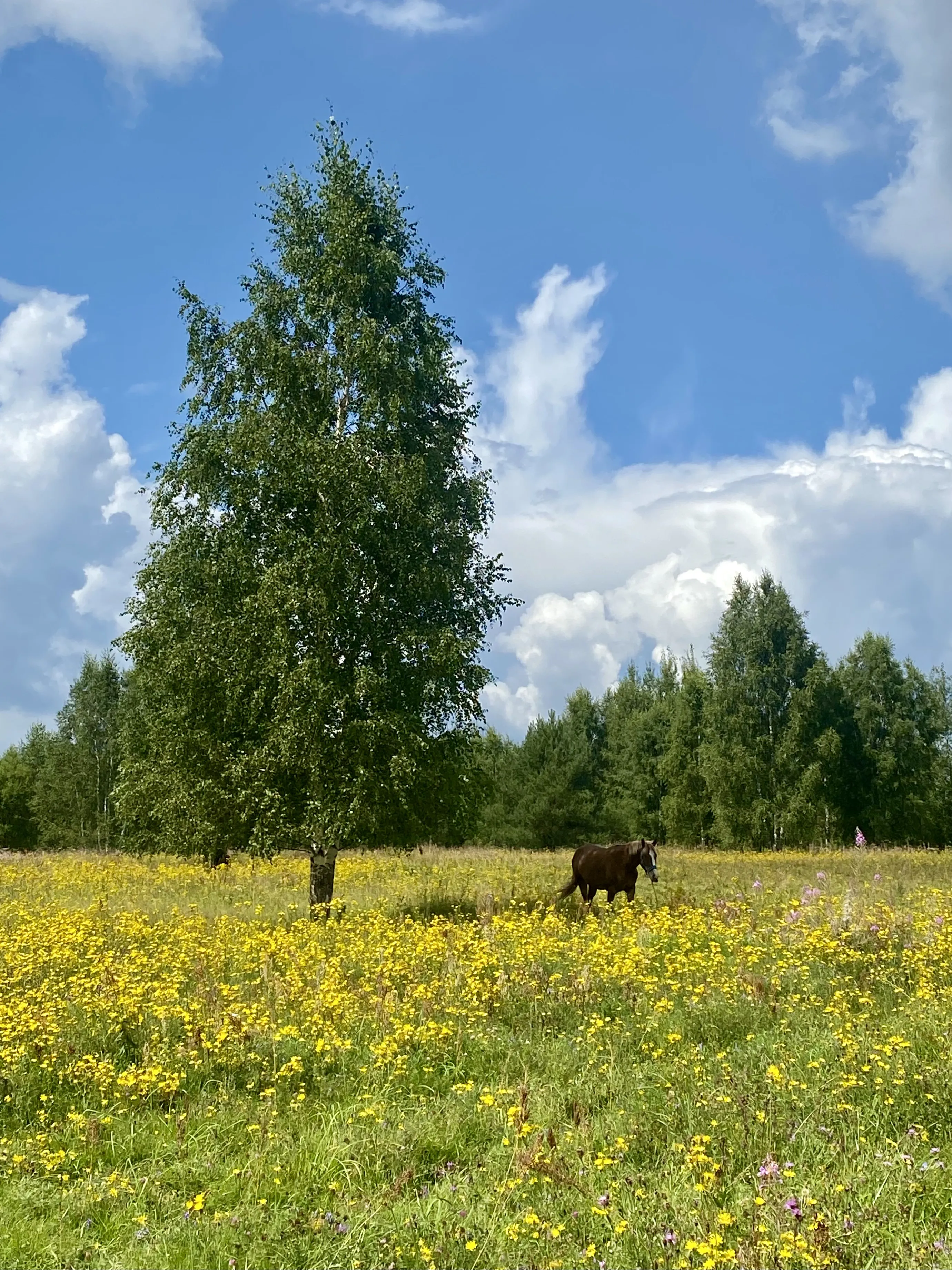 Подмосковный пейзаж