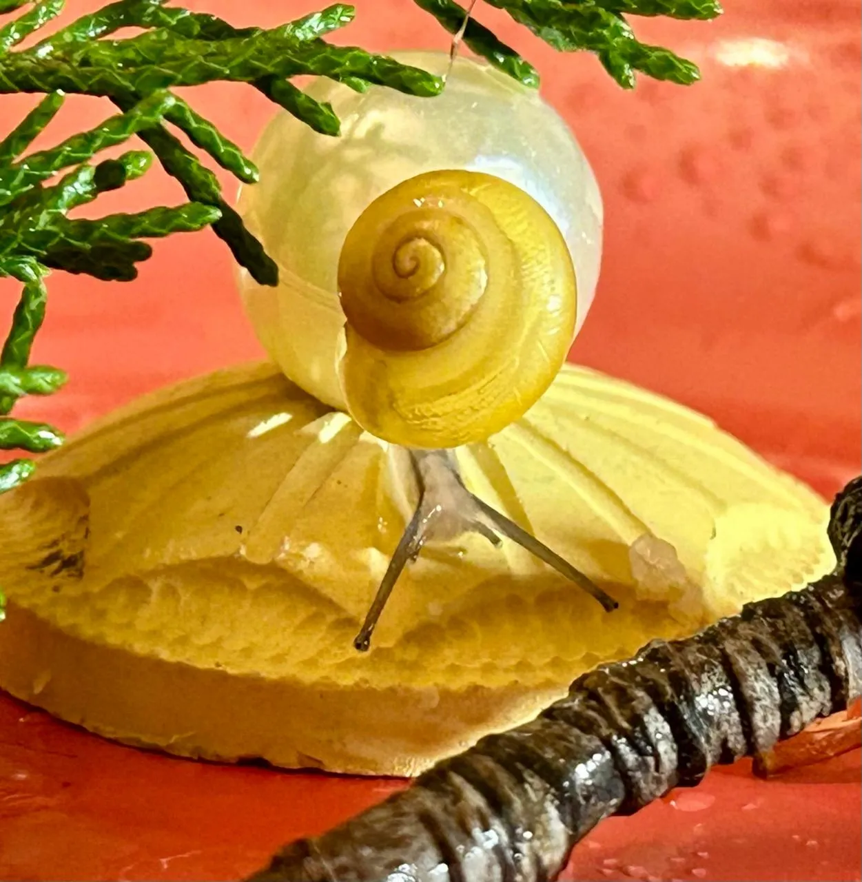 Аннапурна (Анна)