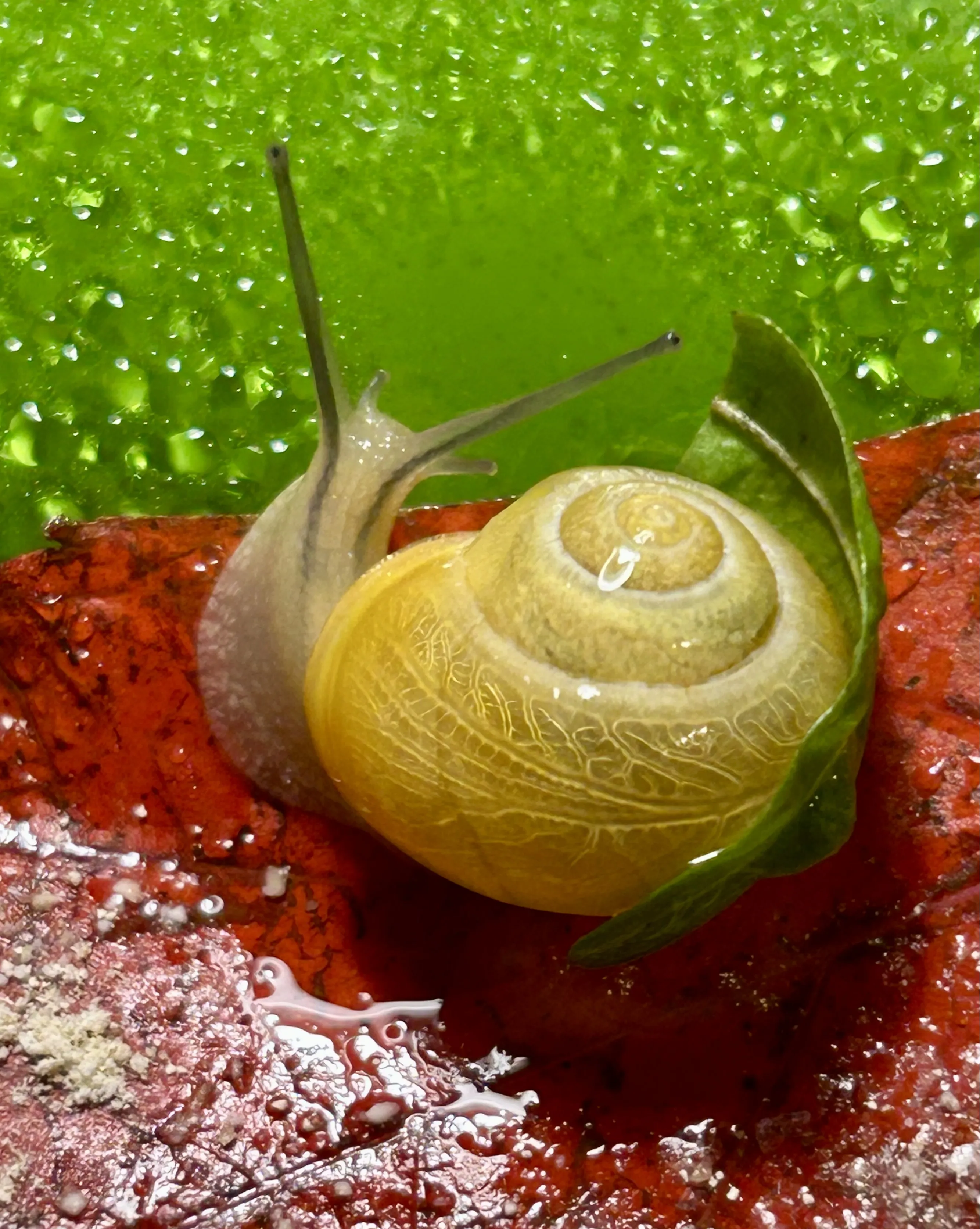 Улитка Анна