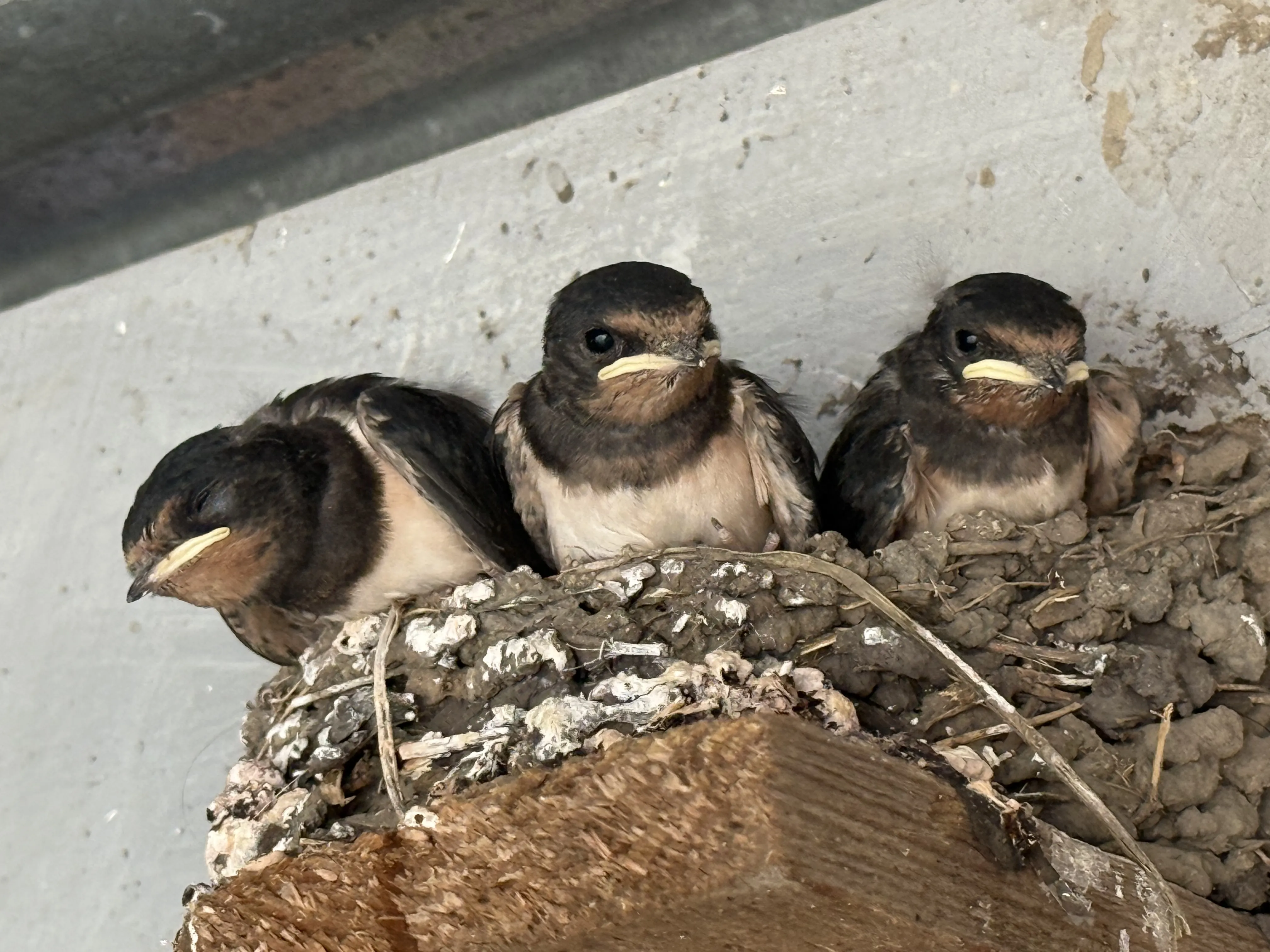 Трио маленьких