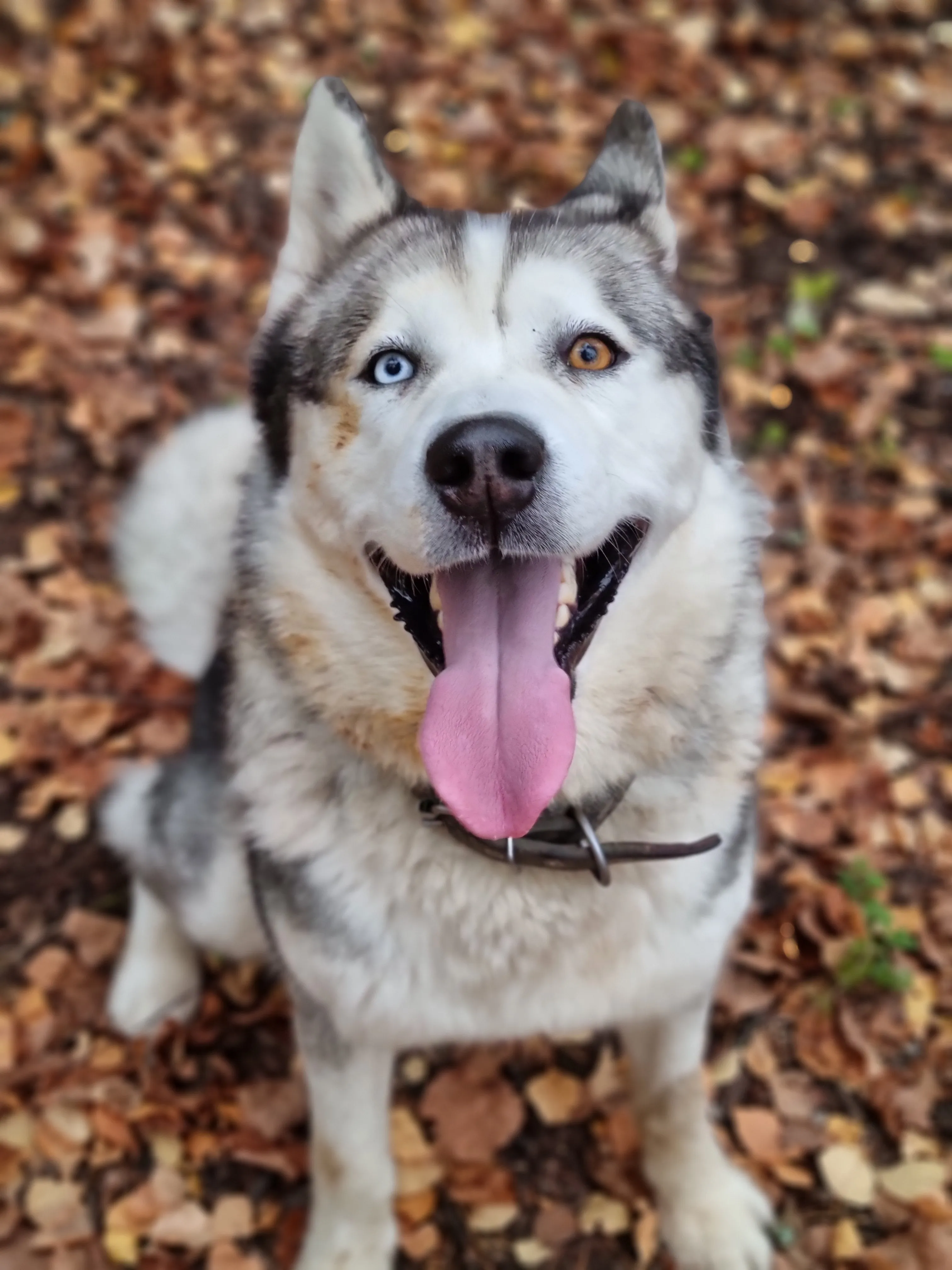 Осень на носу