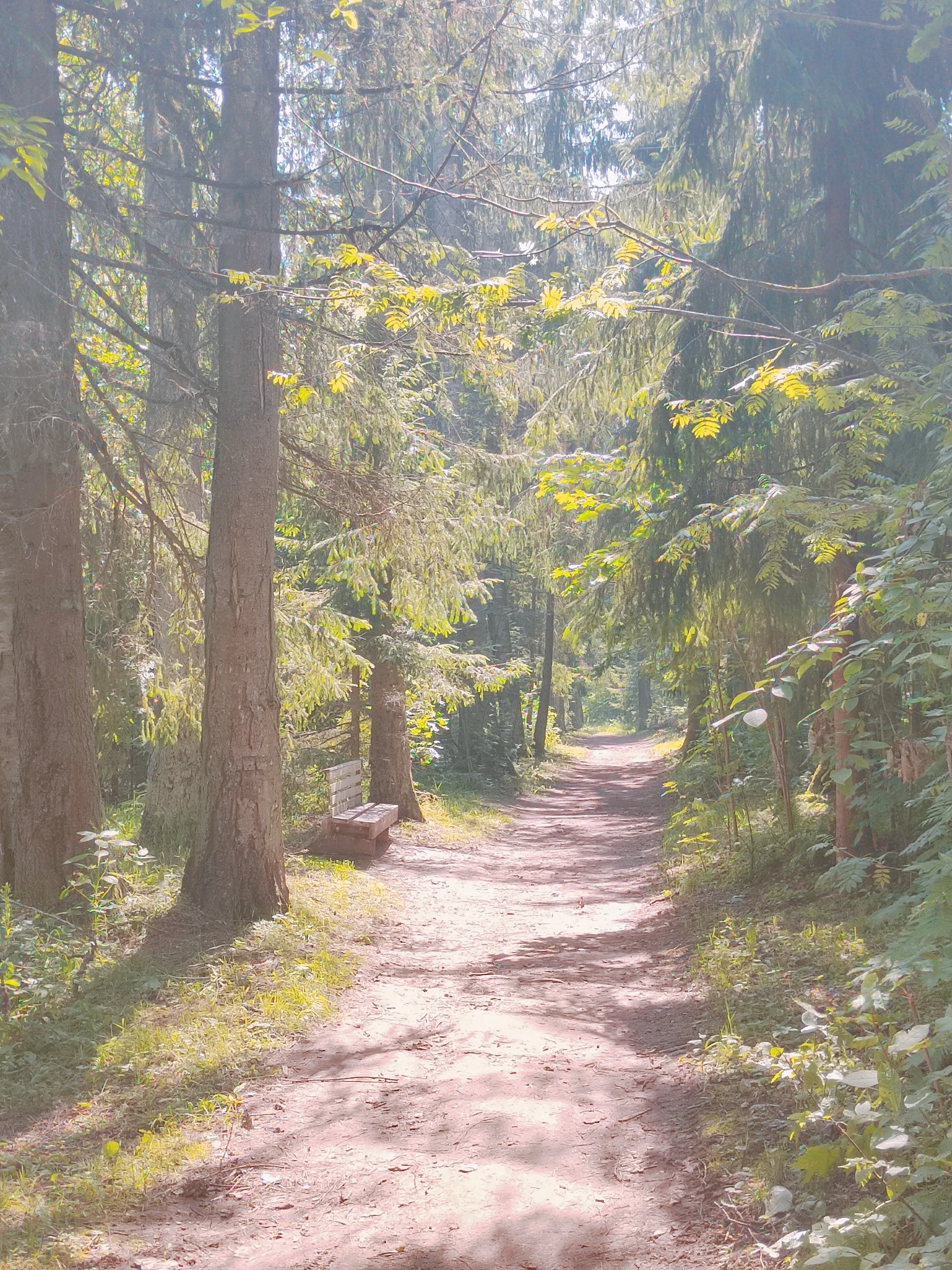 Летнее жаркое утро в парке