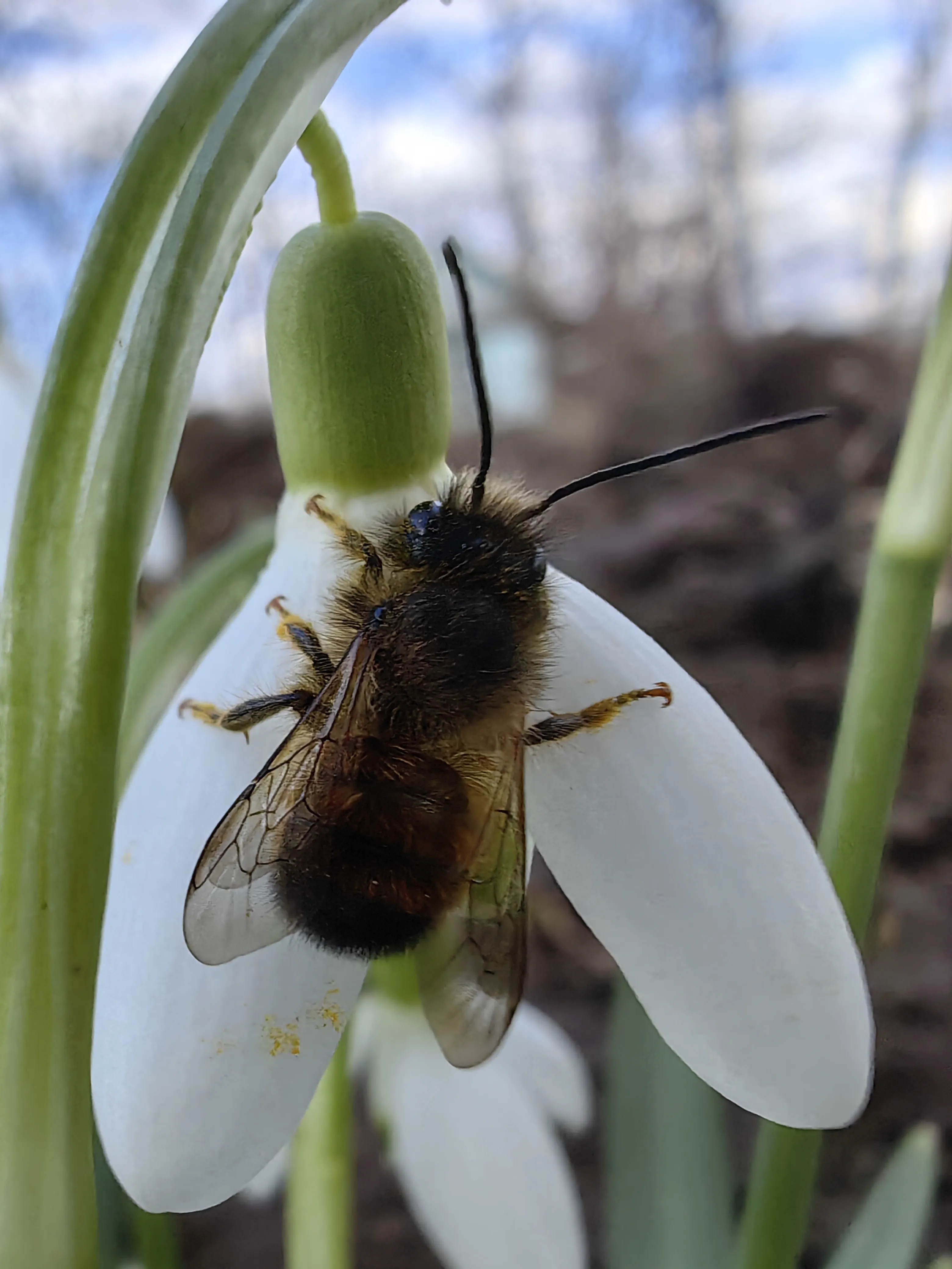 Первое свидание весны
