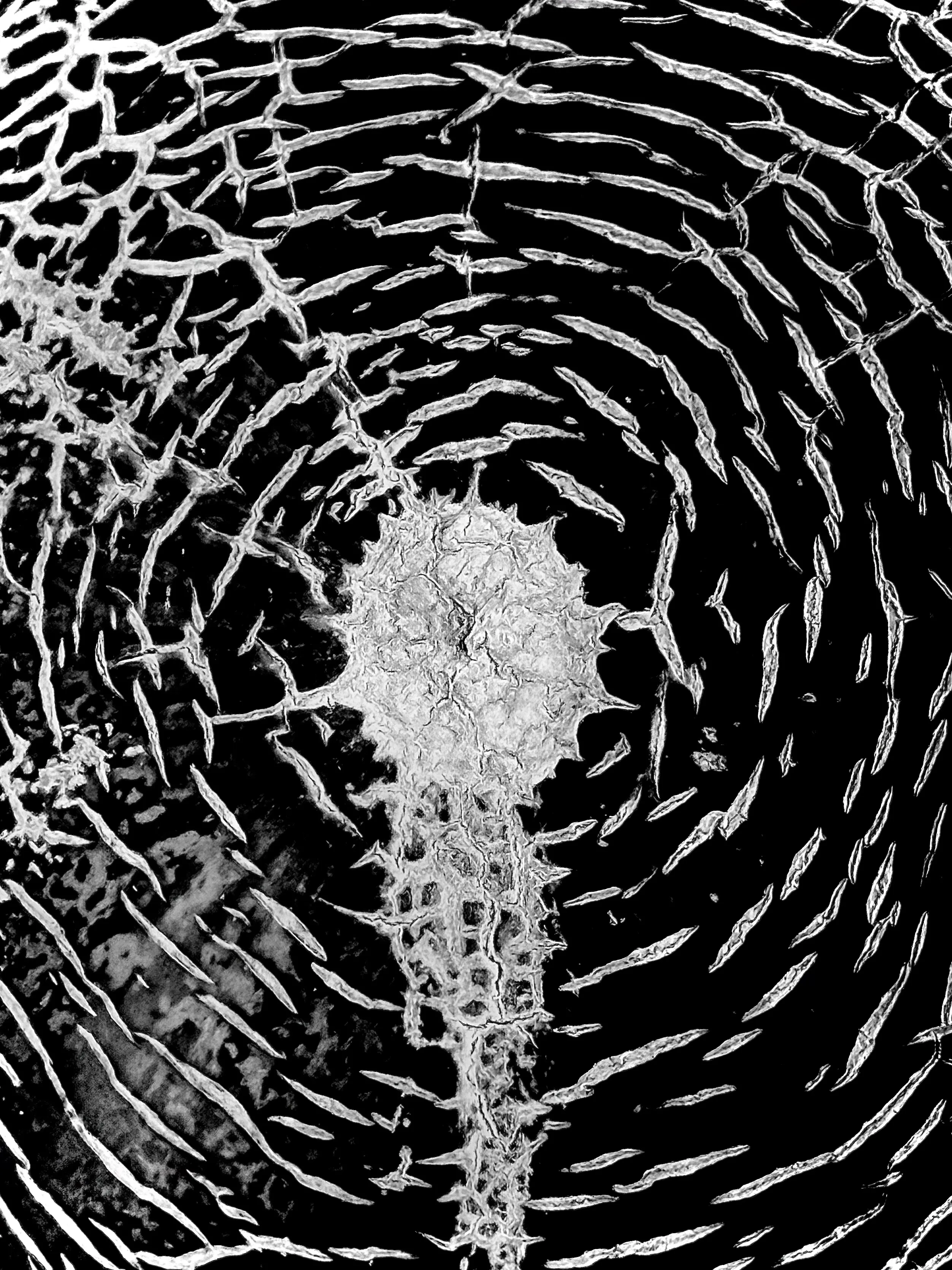 Сингулярность