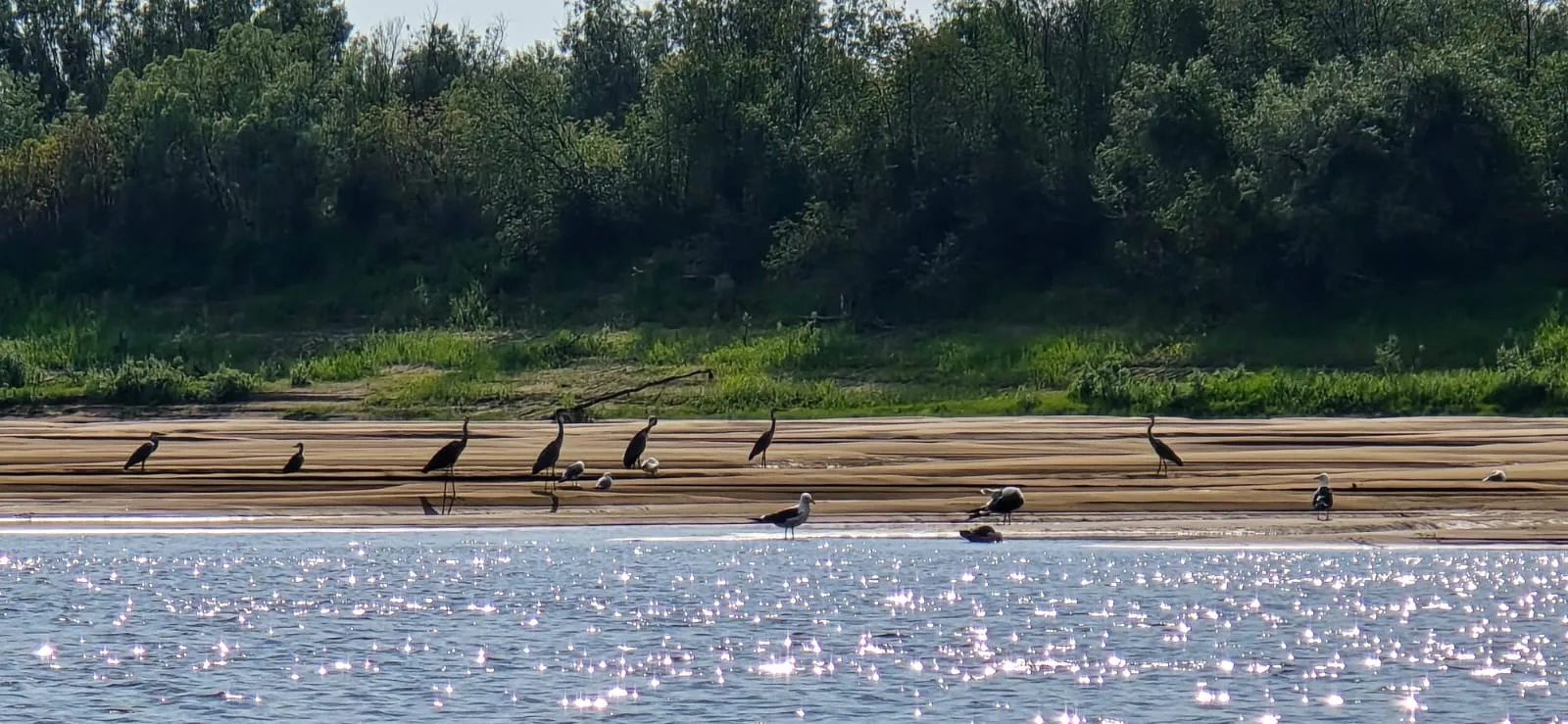 Красавицы -цапли на песке