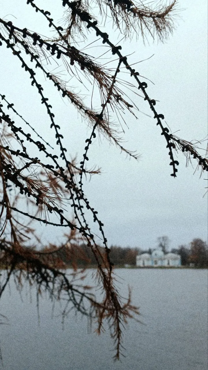 Ветер в Пушкине