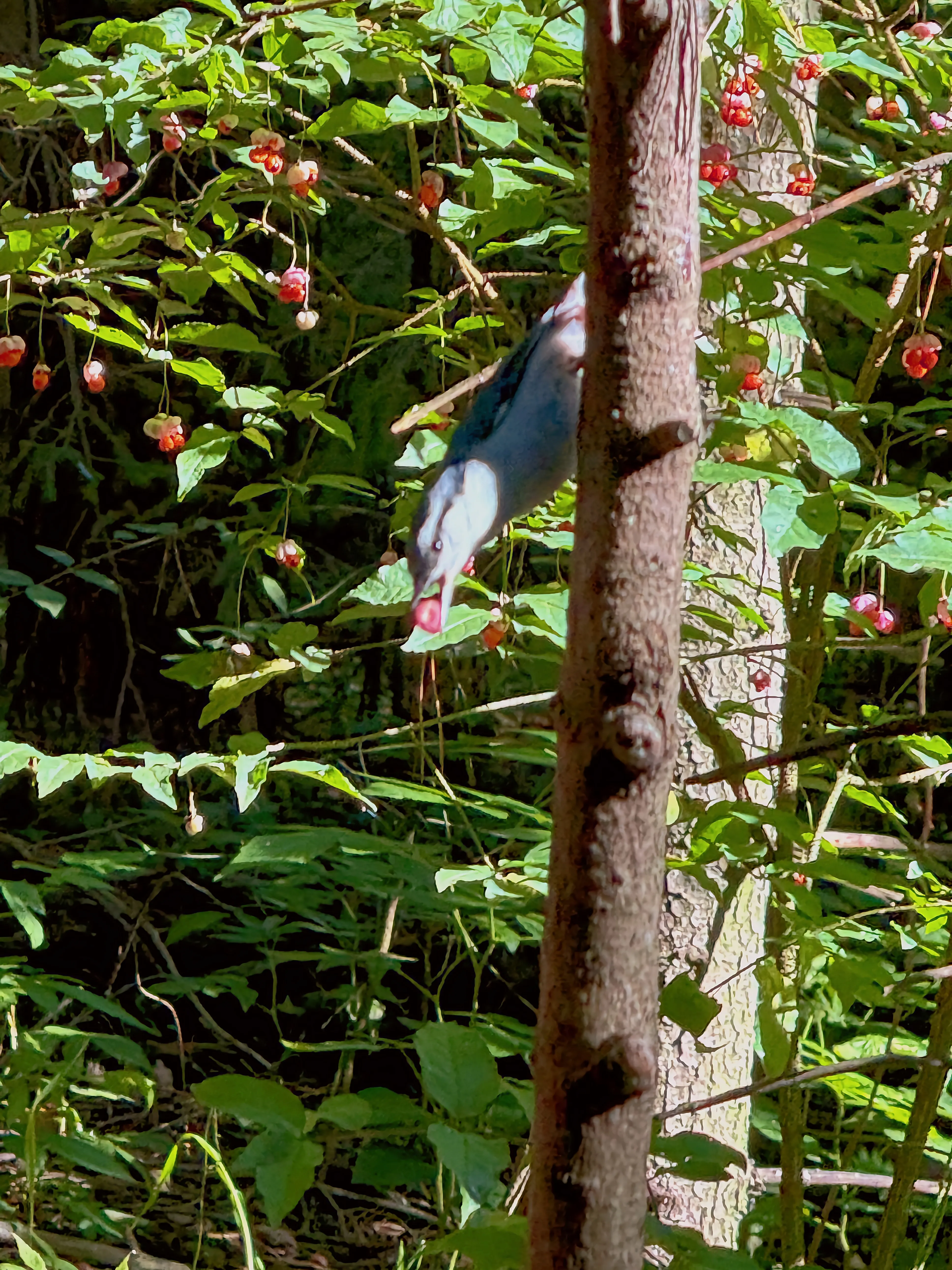 Осень. Вкусные ягоды