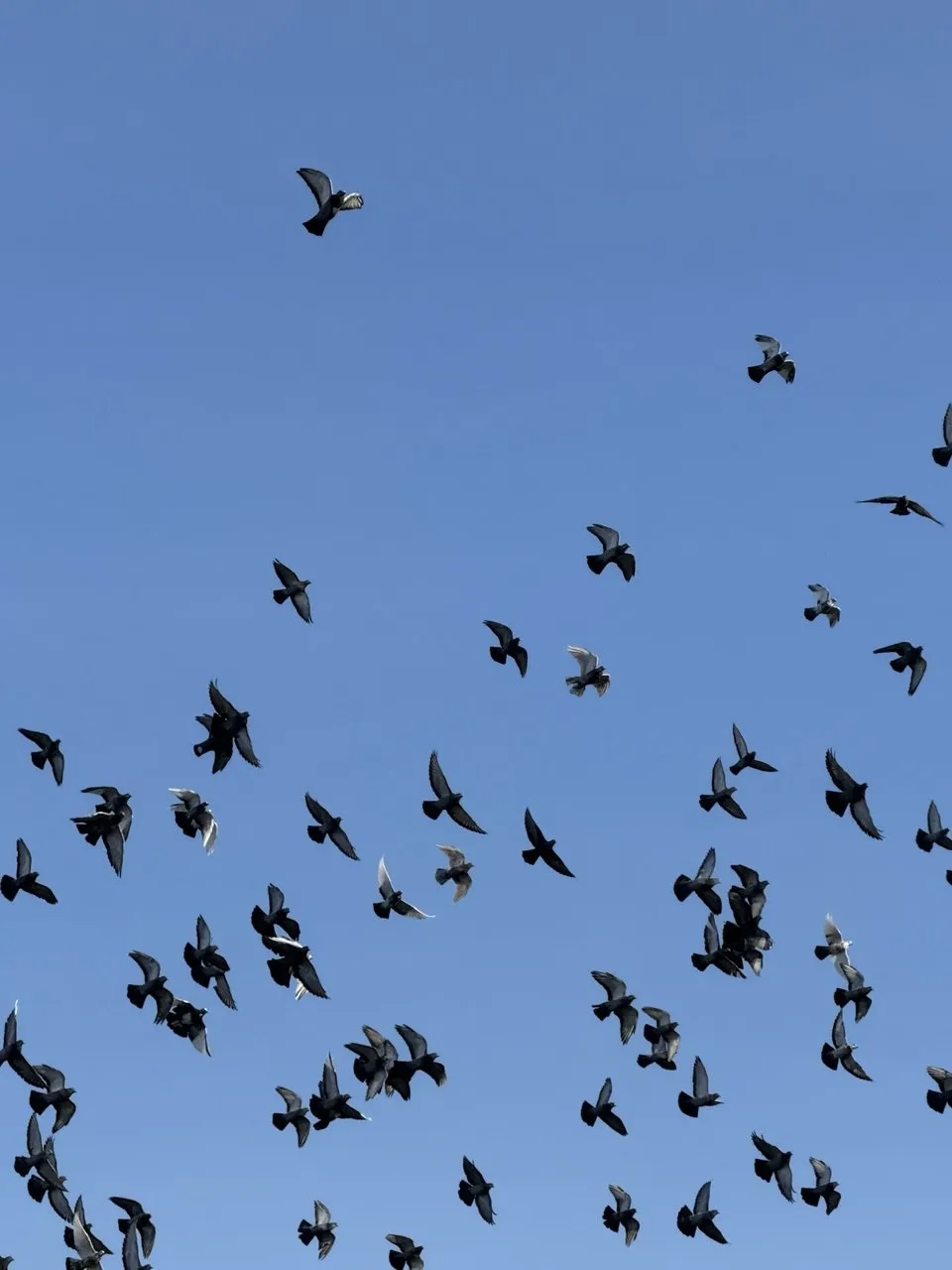 Полет над Петербургом