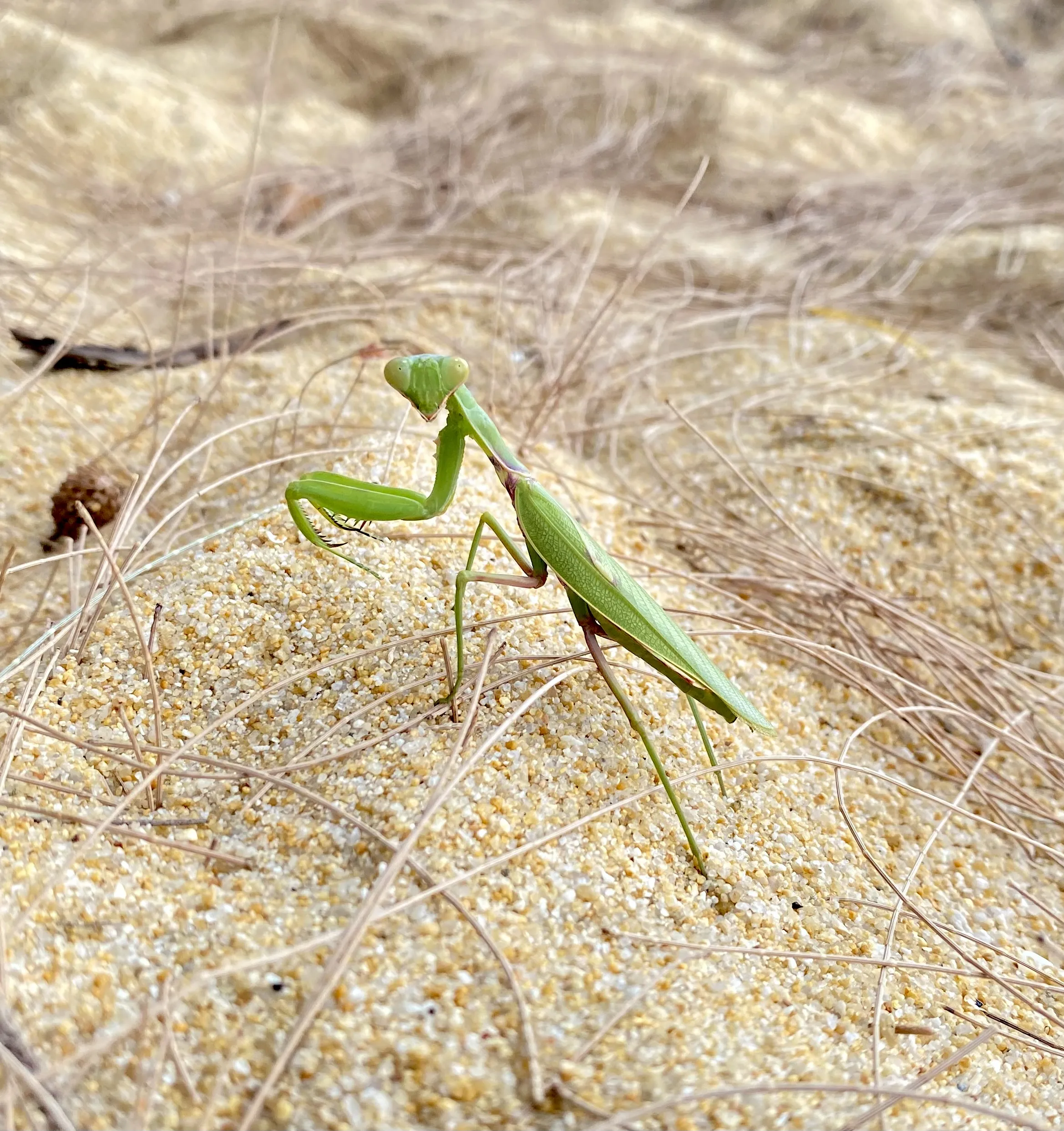 Сосед по планете