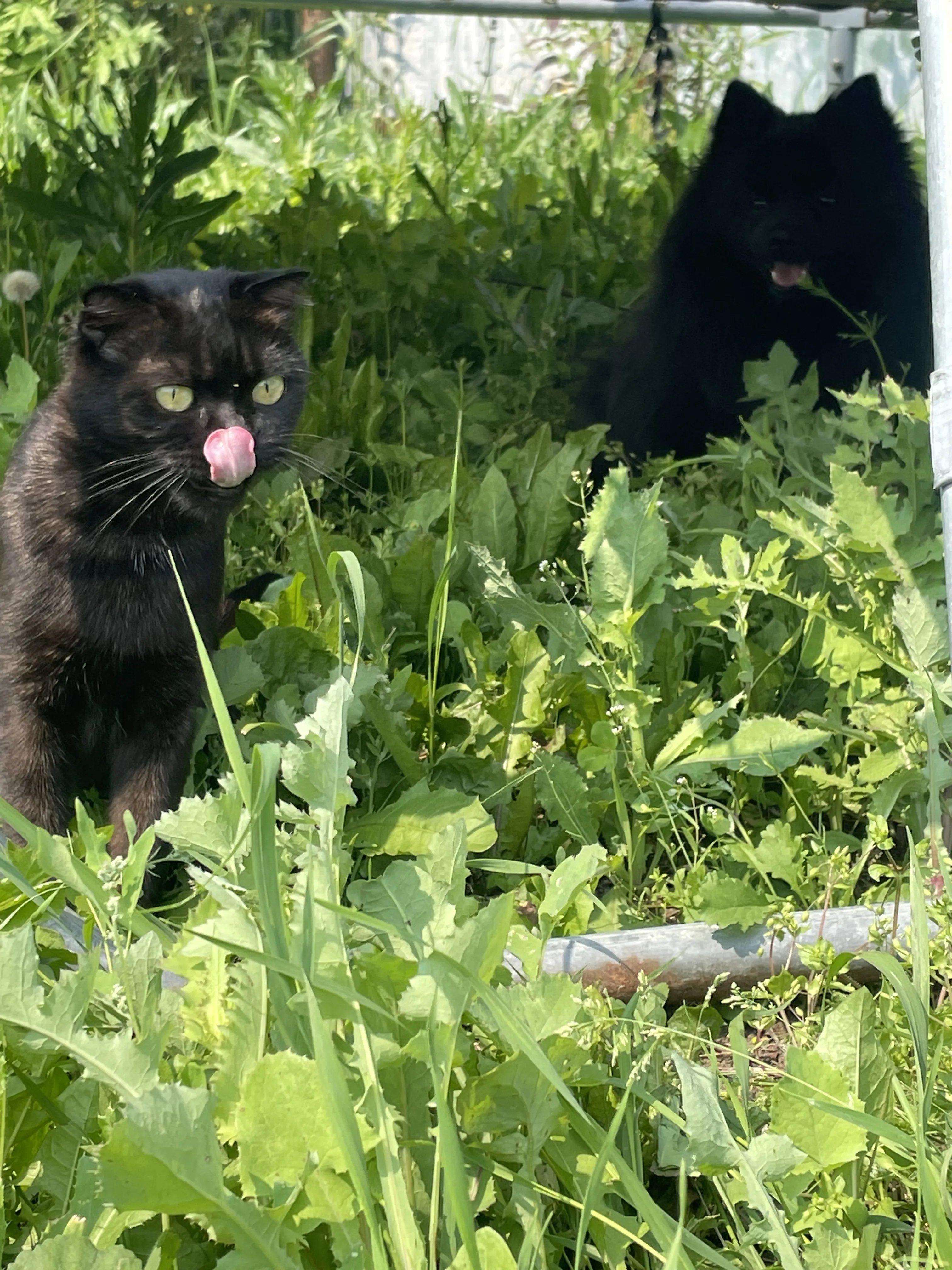 Черное чудо