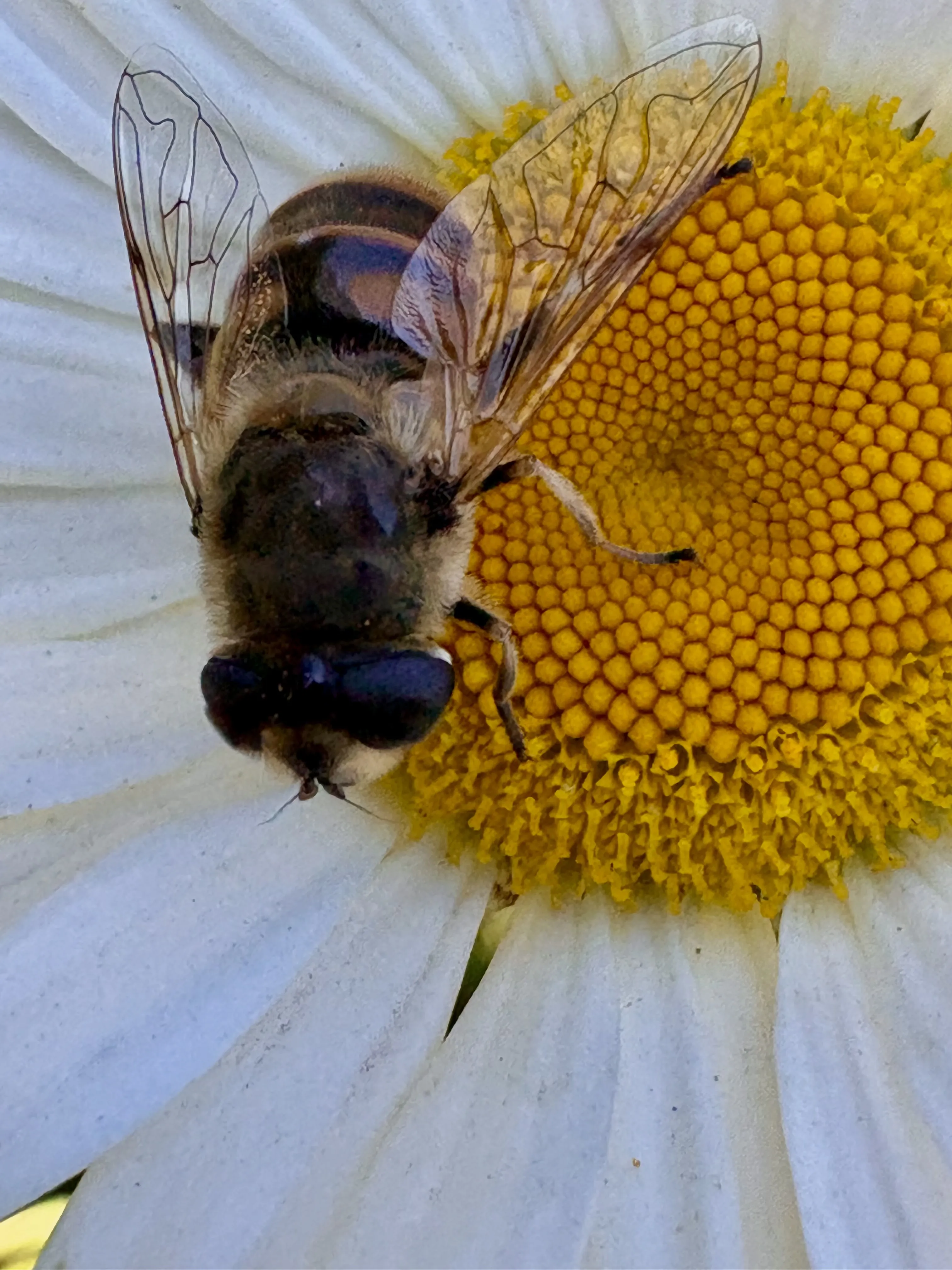 Утренняя пчелка