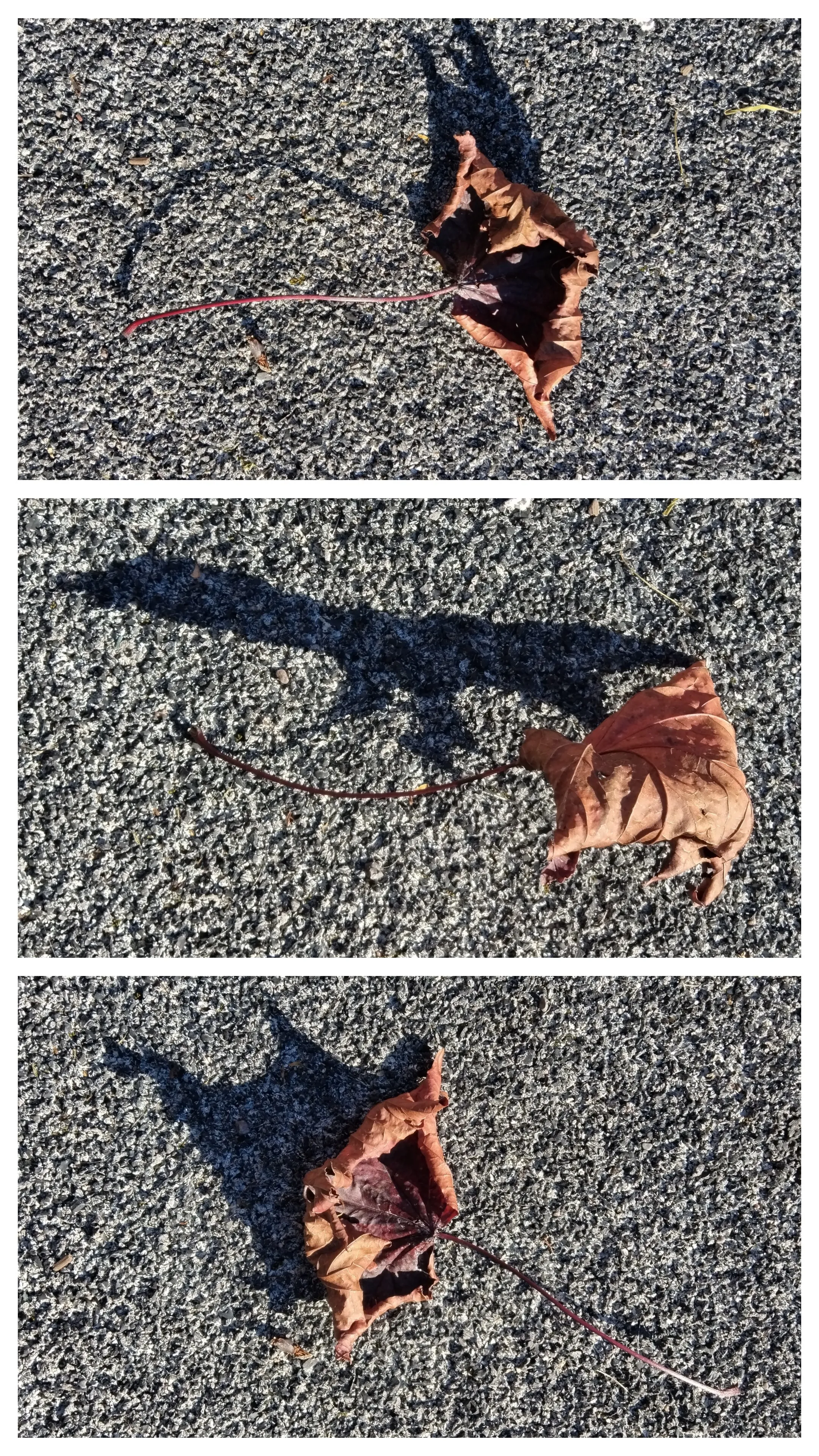 Отзвуки воспоминаний