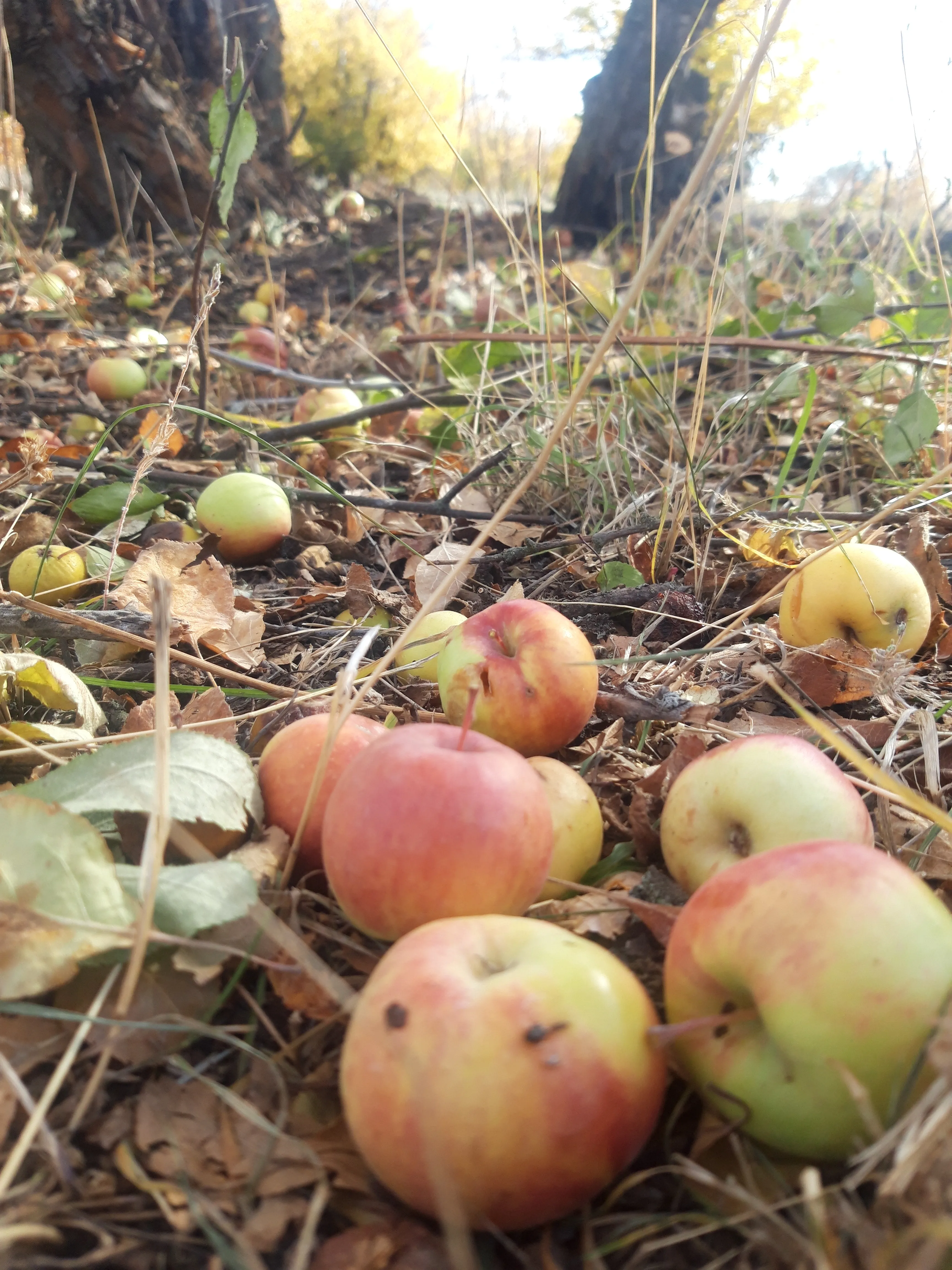 Грустная осень