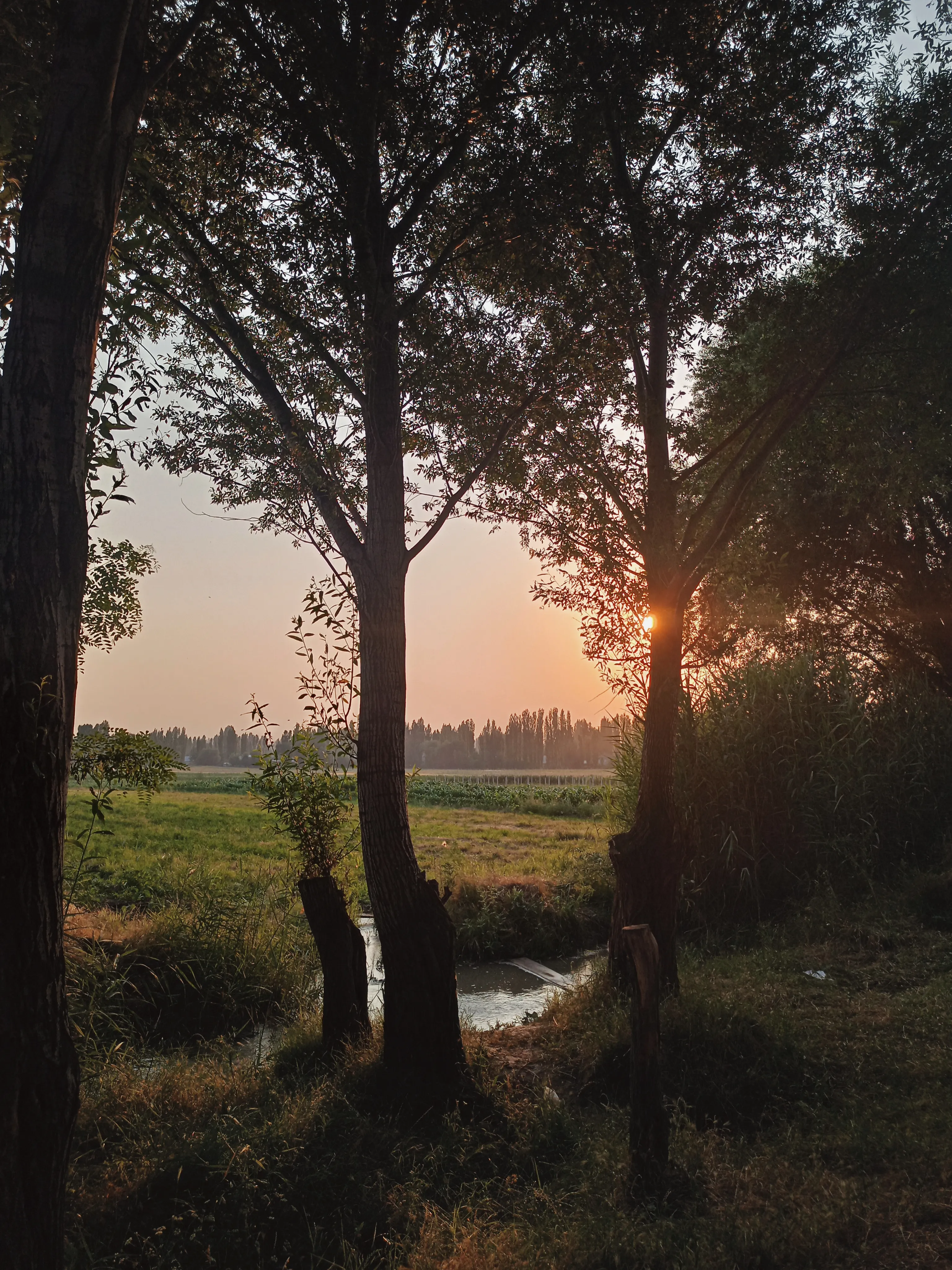 Тихая идиллия