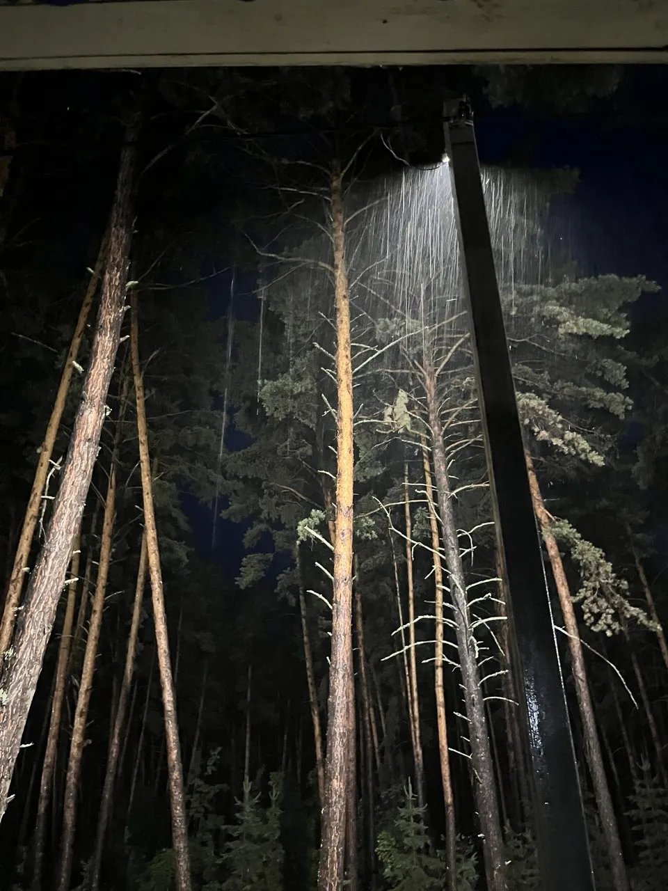 Дождь в бору