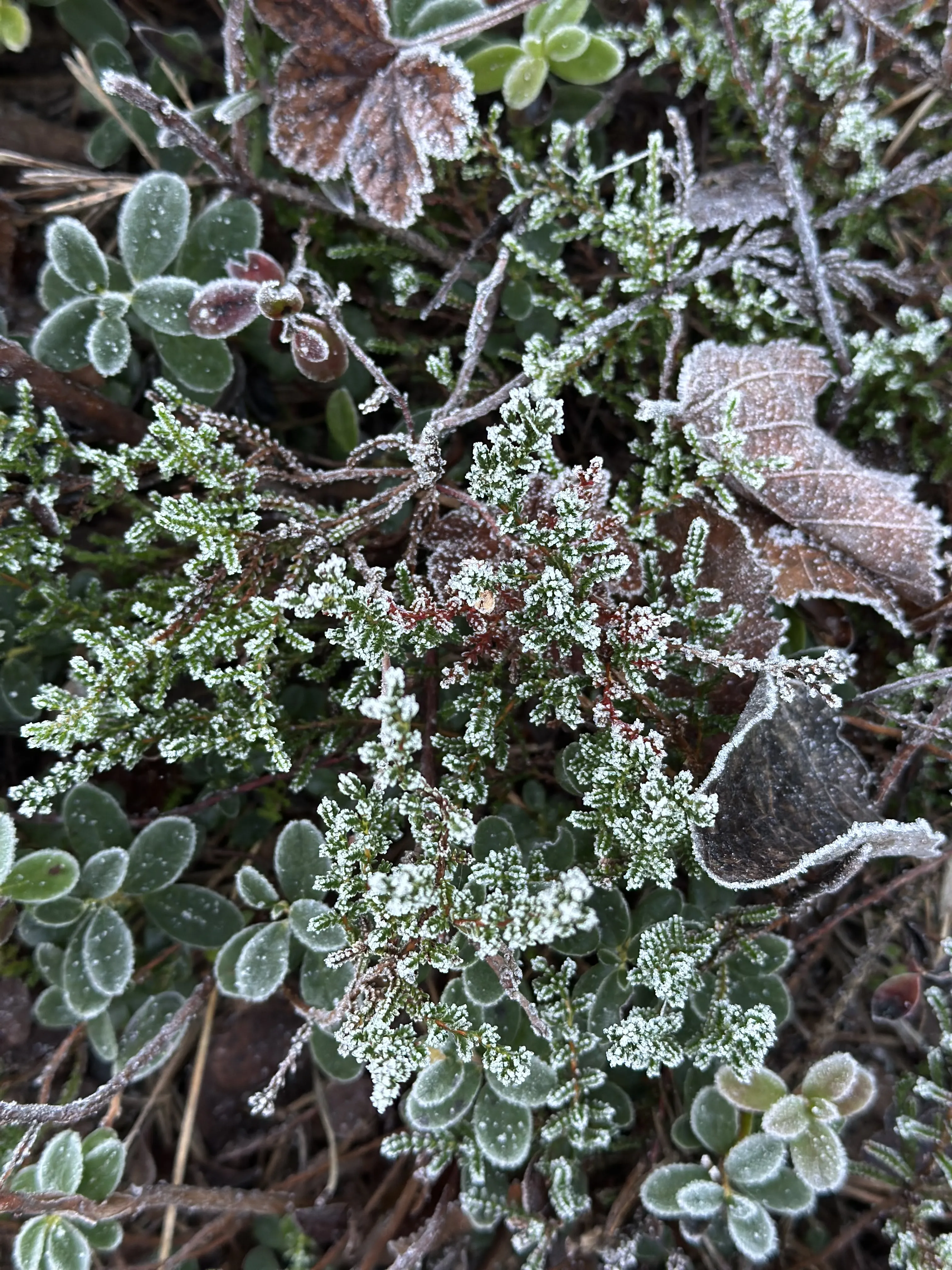 Безмятежность