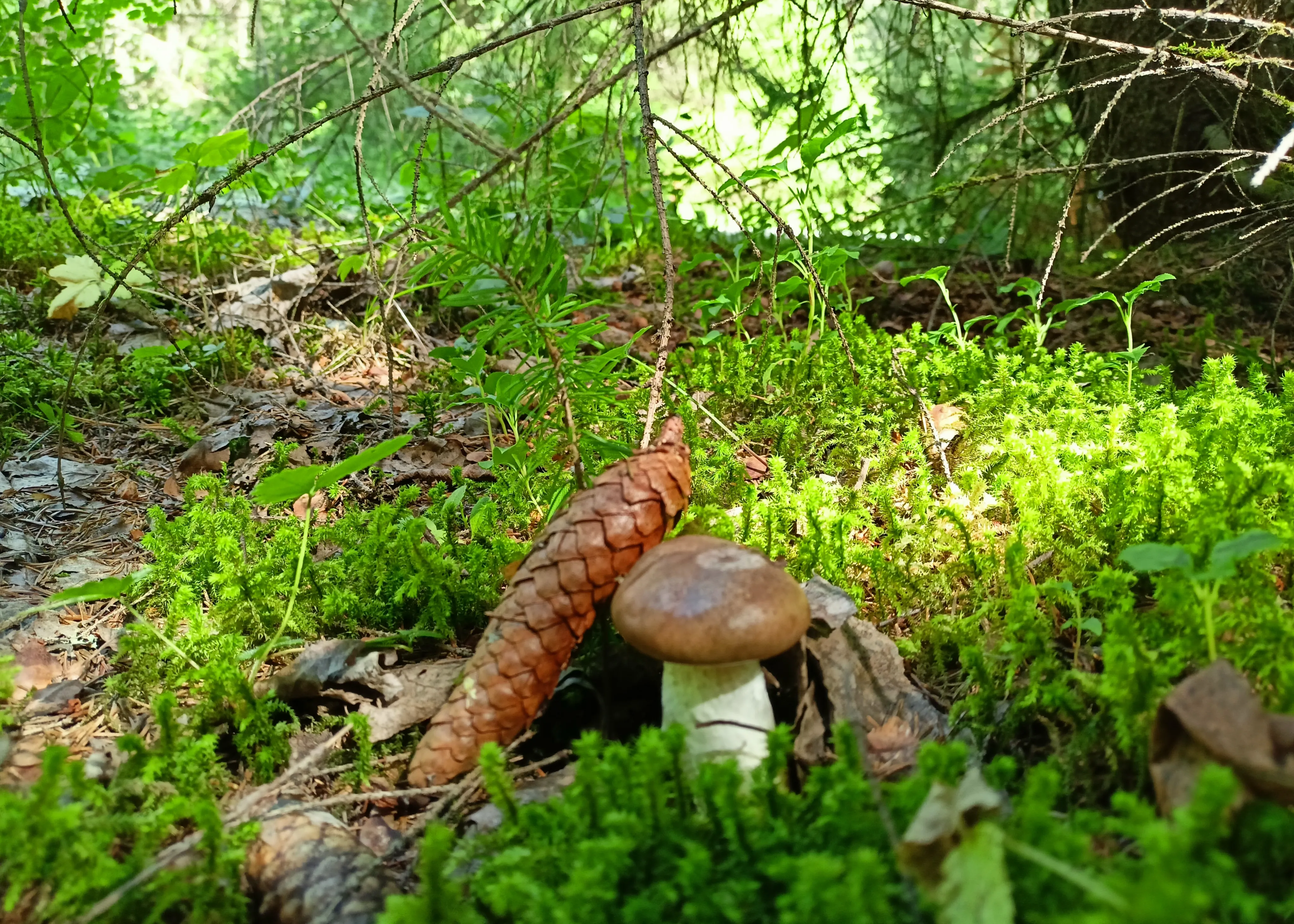 Гриб друг шишки