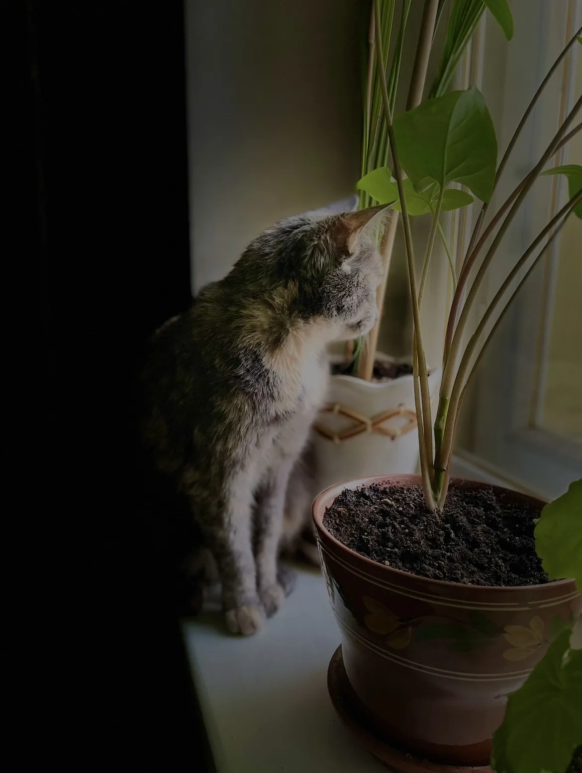 Что там за окном?