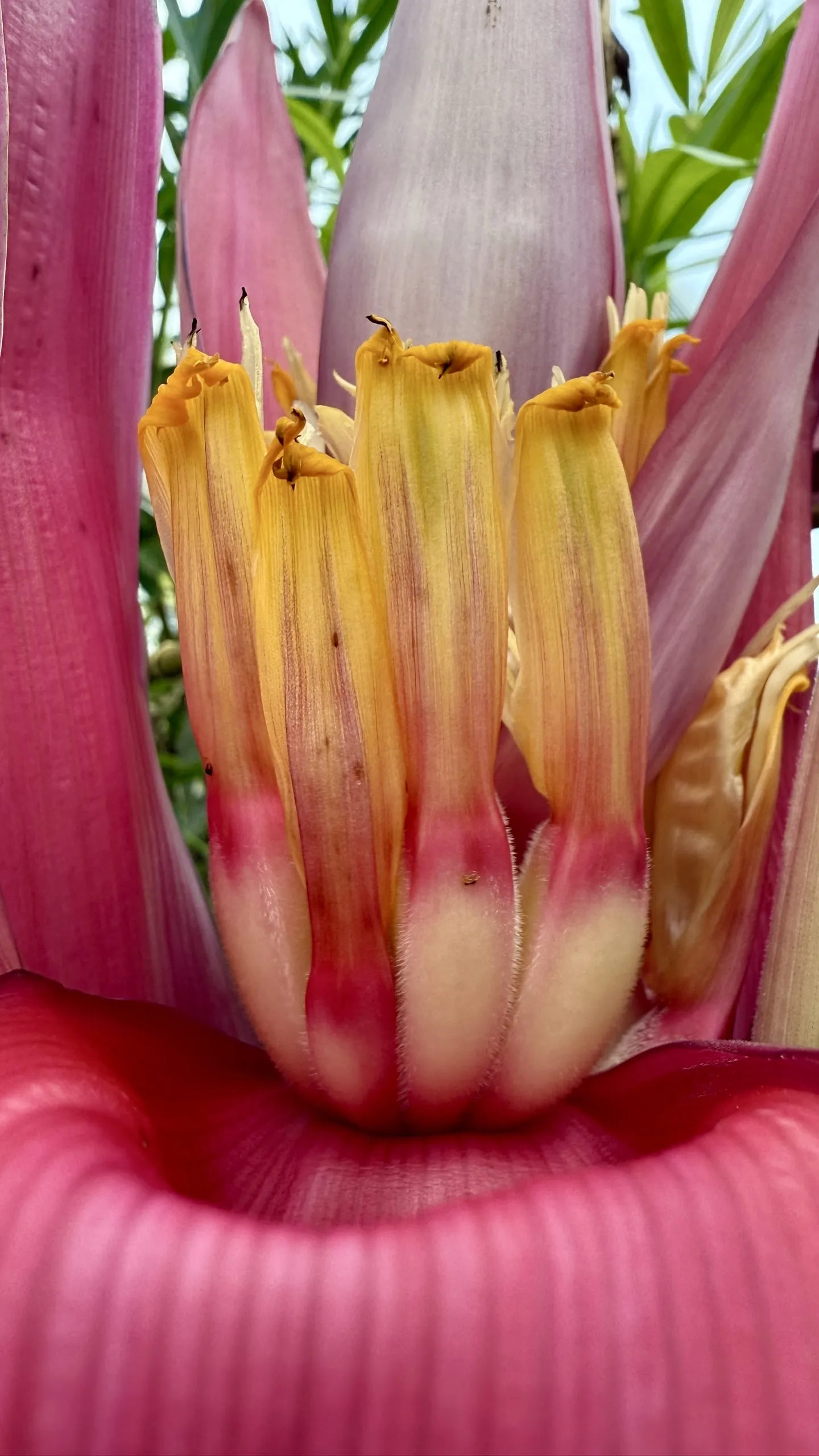 Зарождение банана