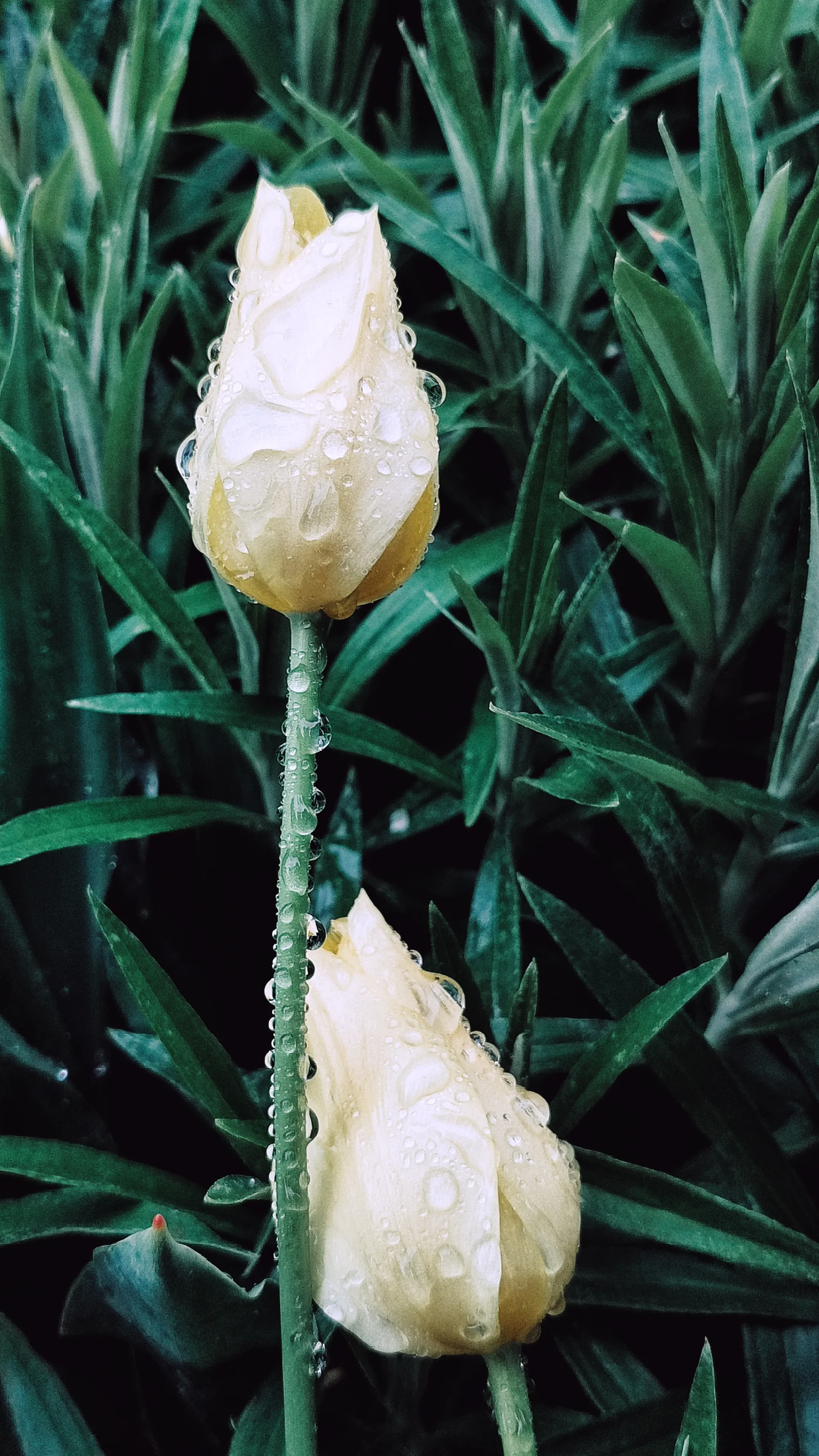 После дождя