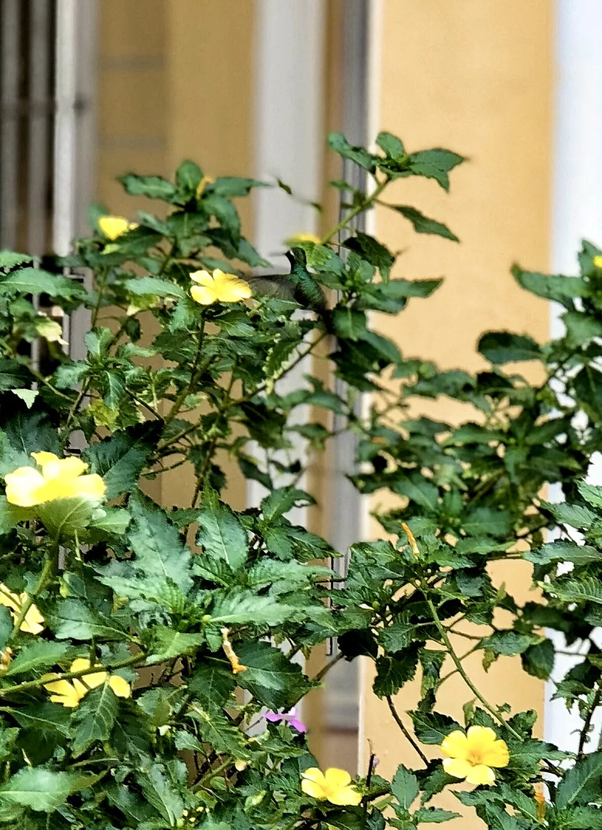 Полет колибри