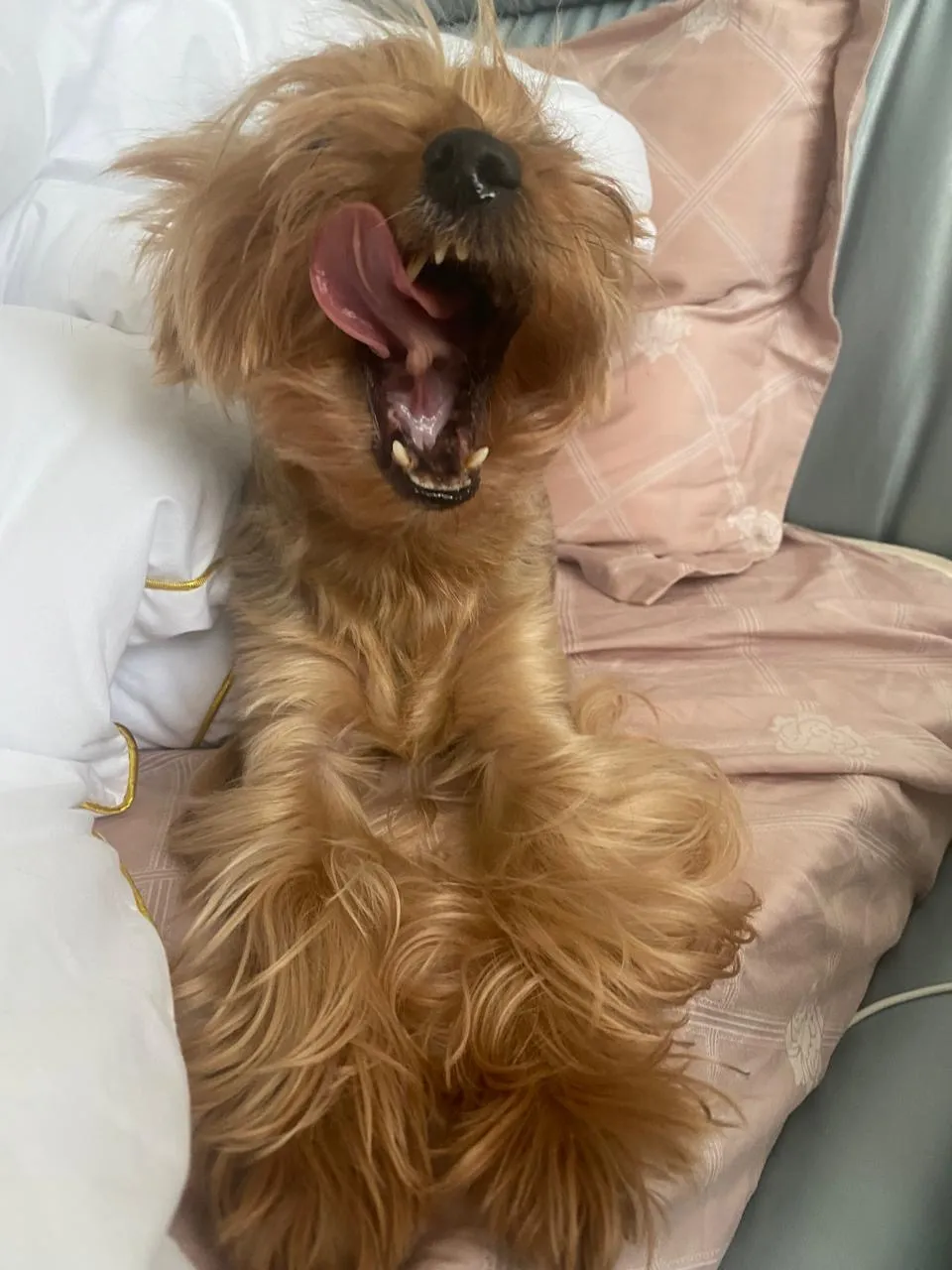 Зевнула и покорила!