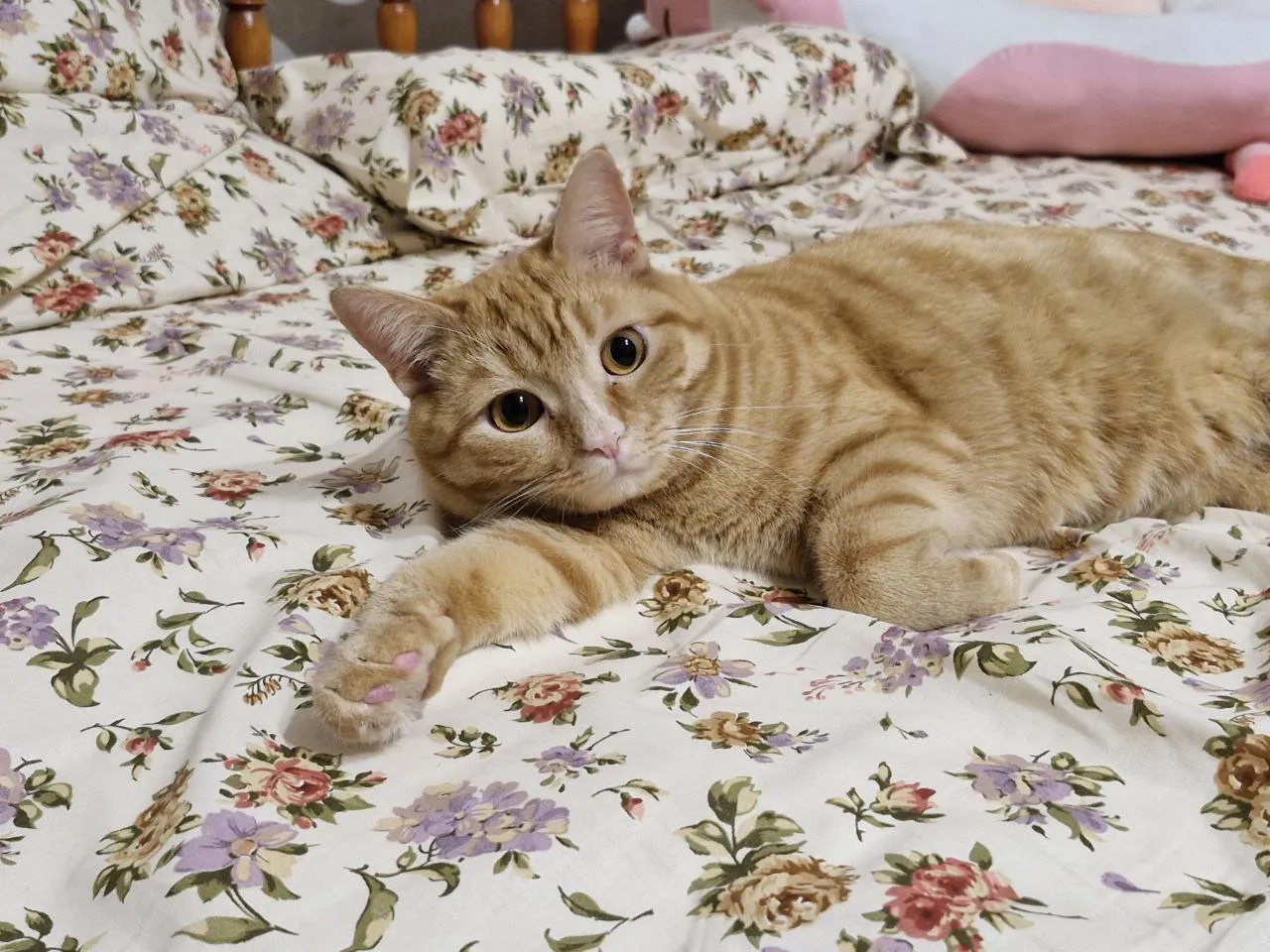 Сыночка корзиночка