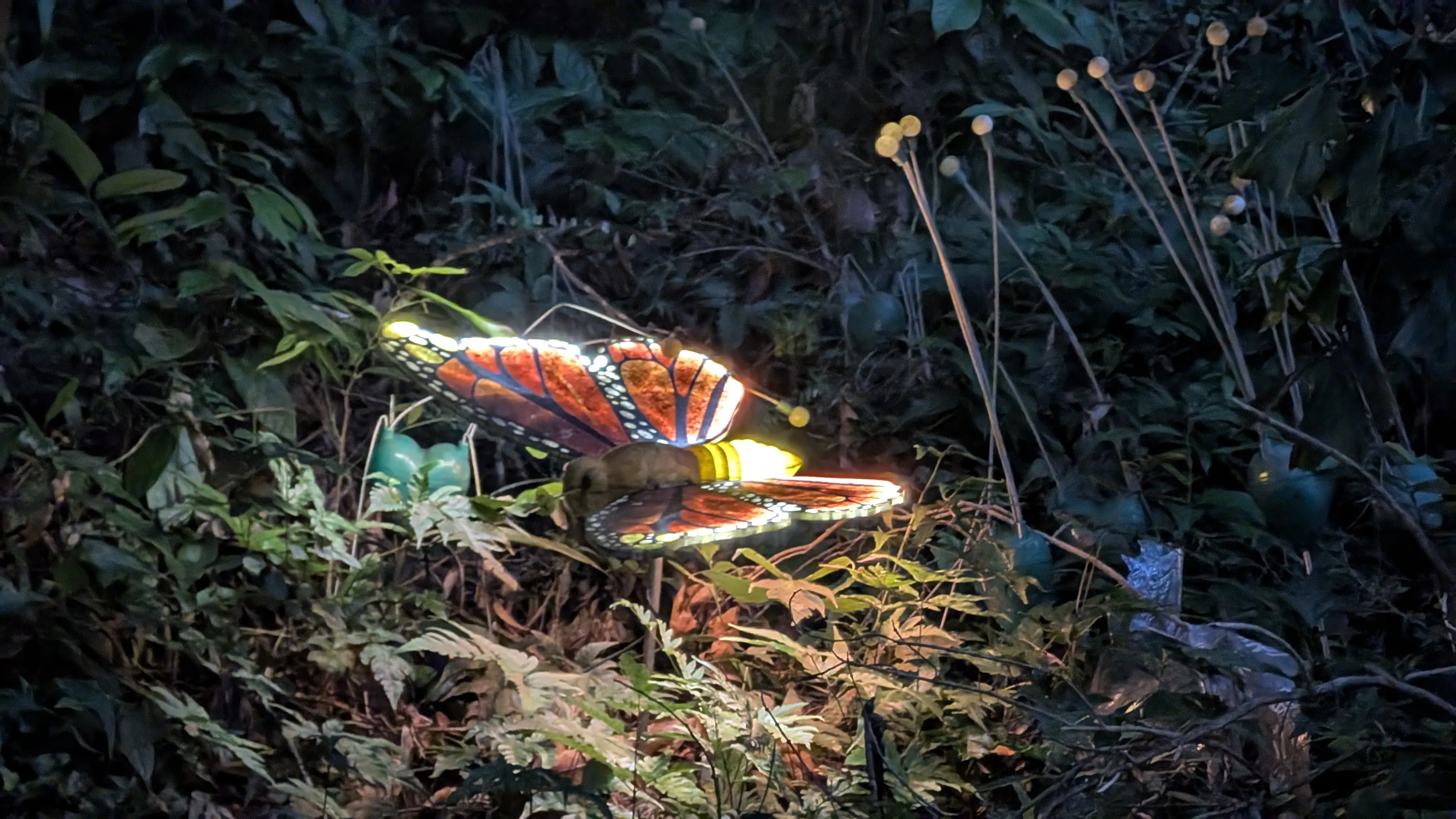 Ночная бабочка