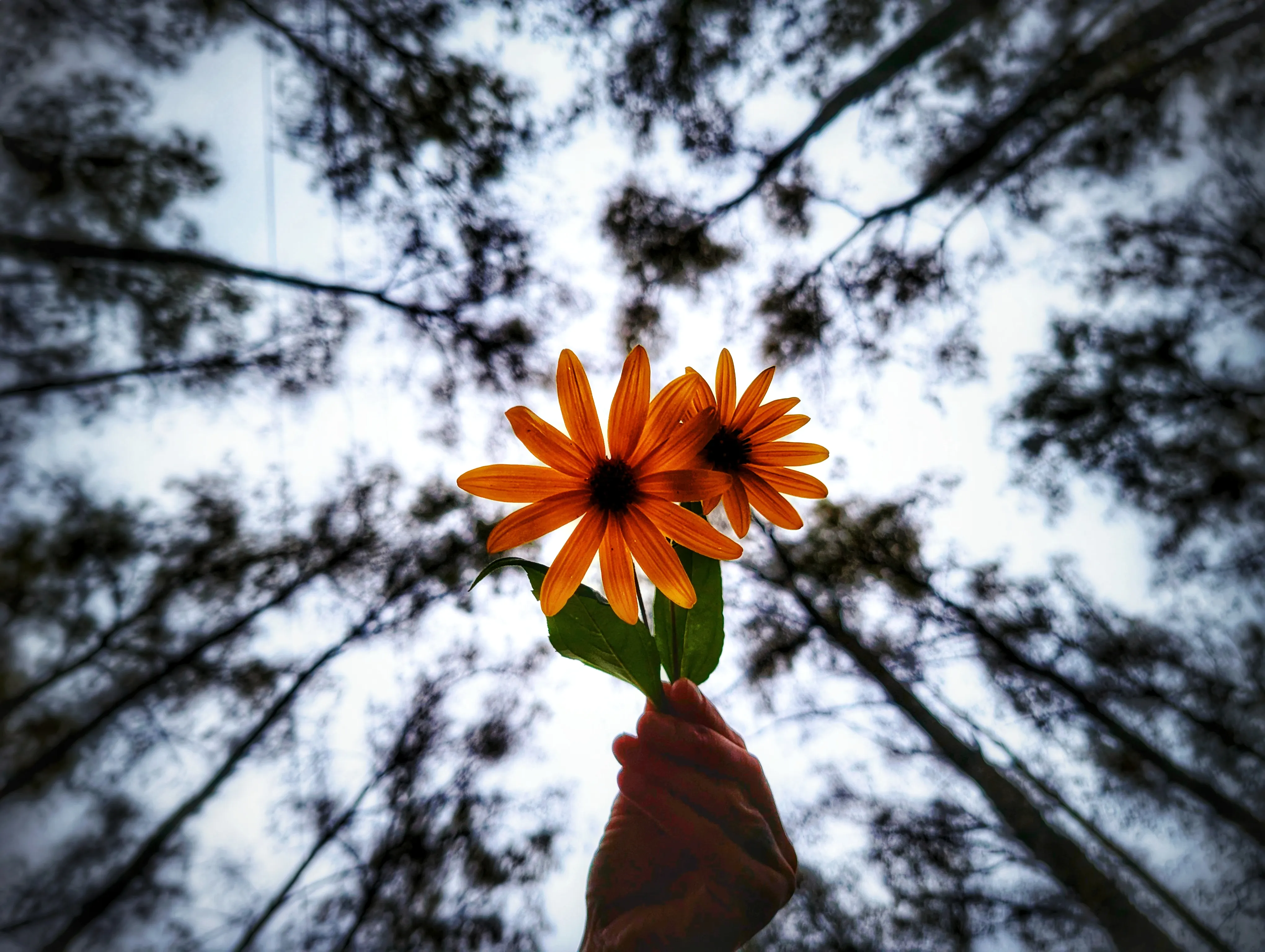 Взгляд вверх.