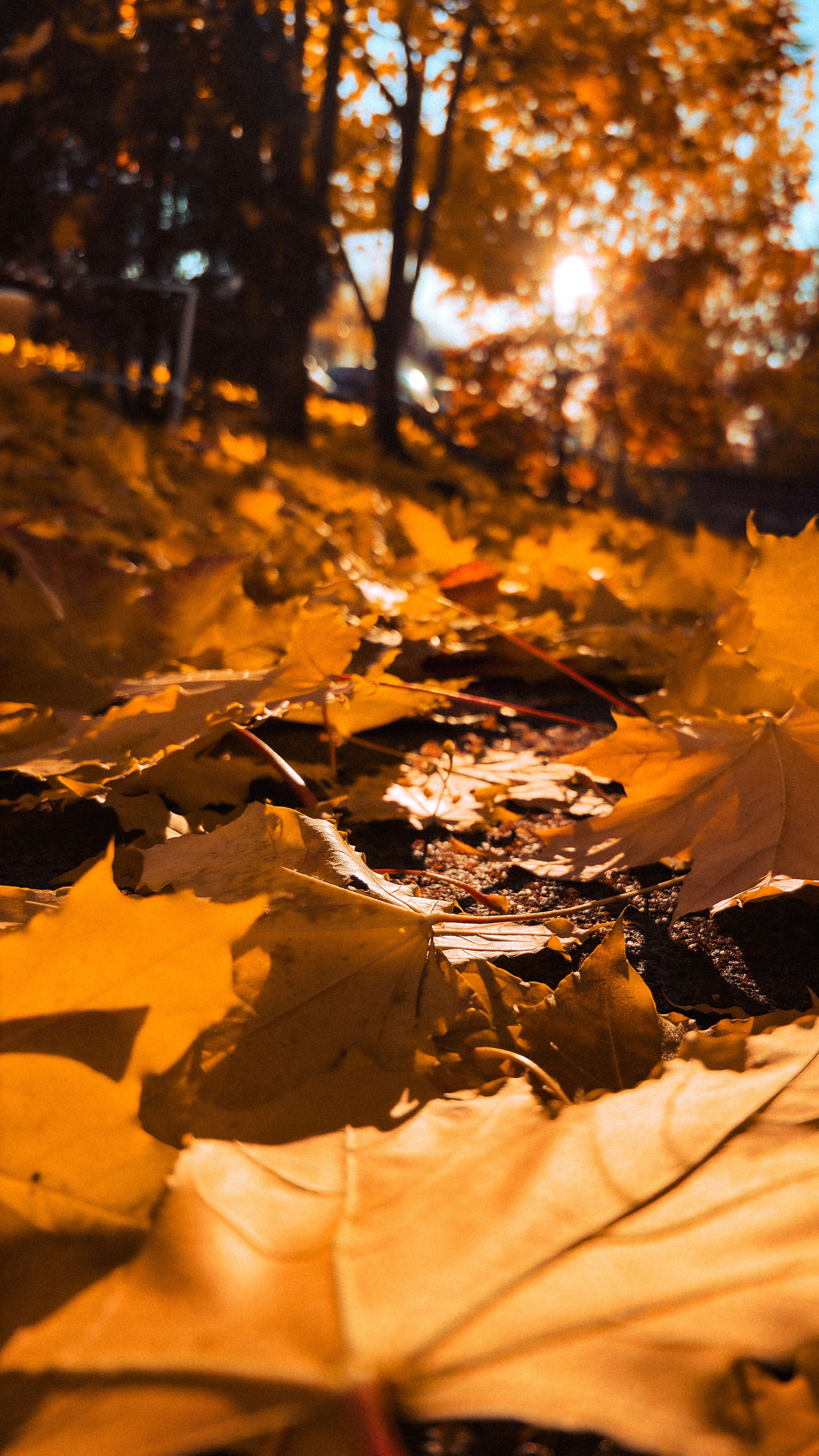 Осень это мгновение