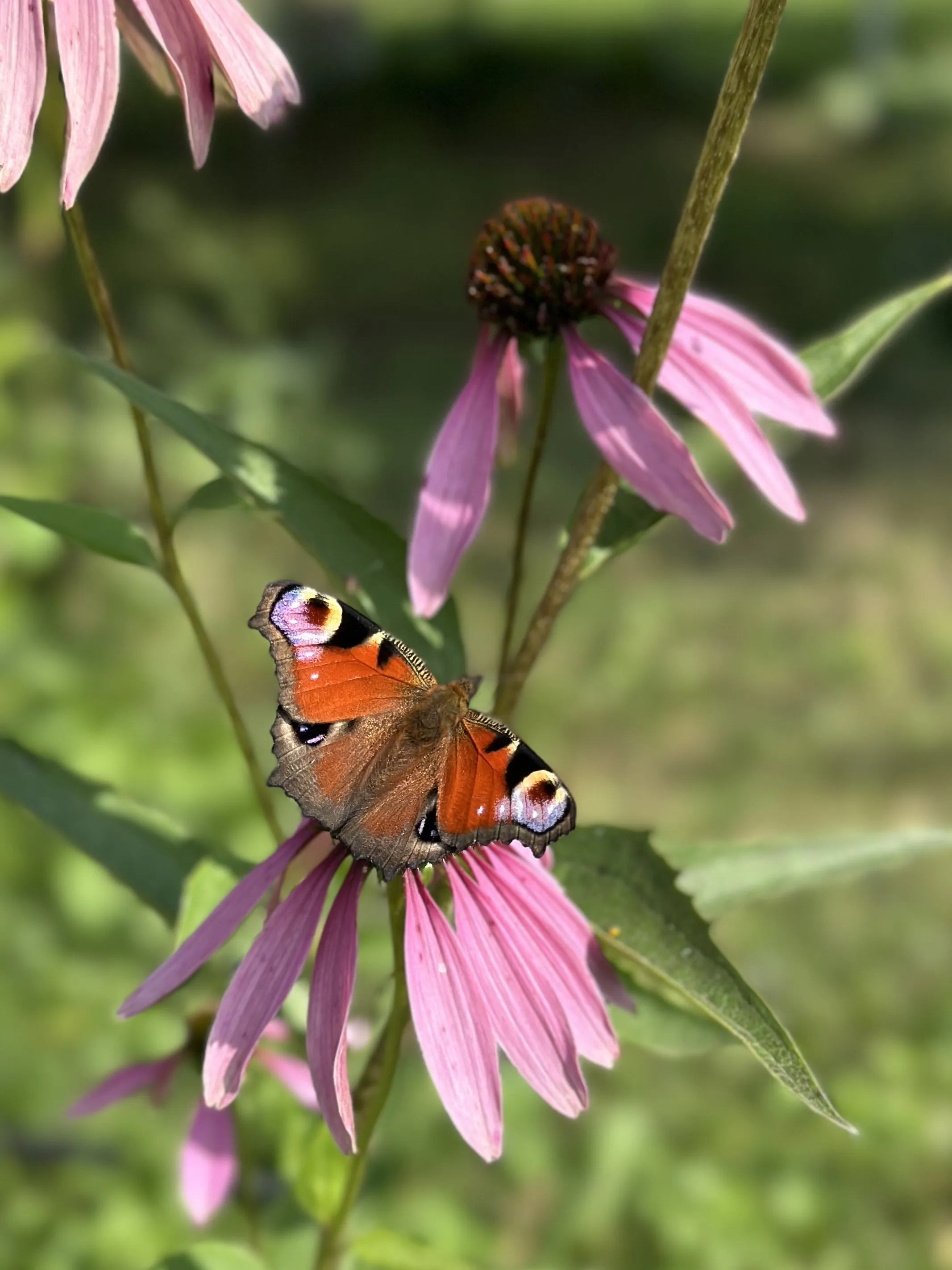 В моменте лета