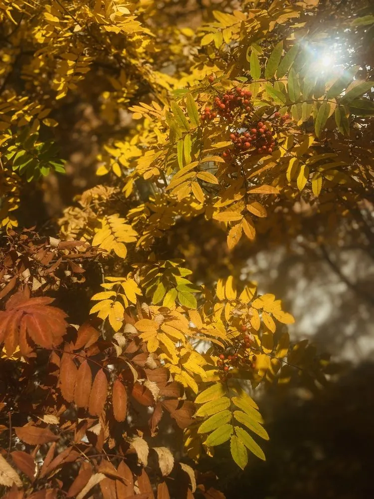 Золотая рябина в лучах солнца