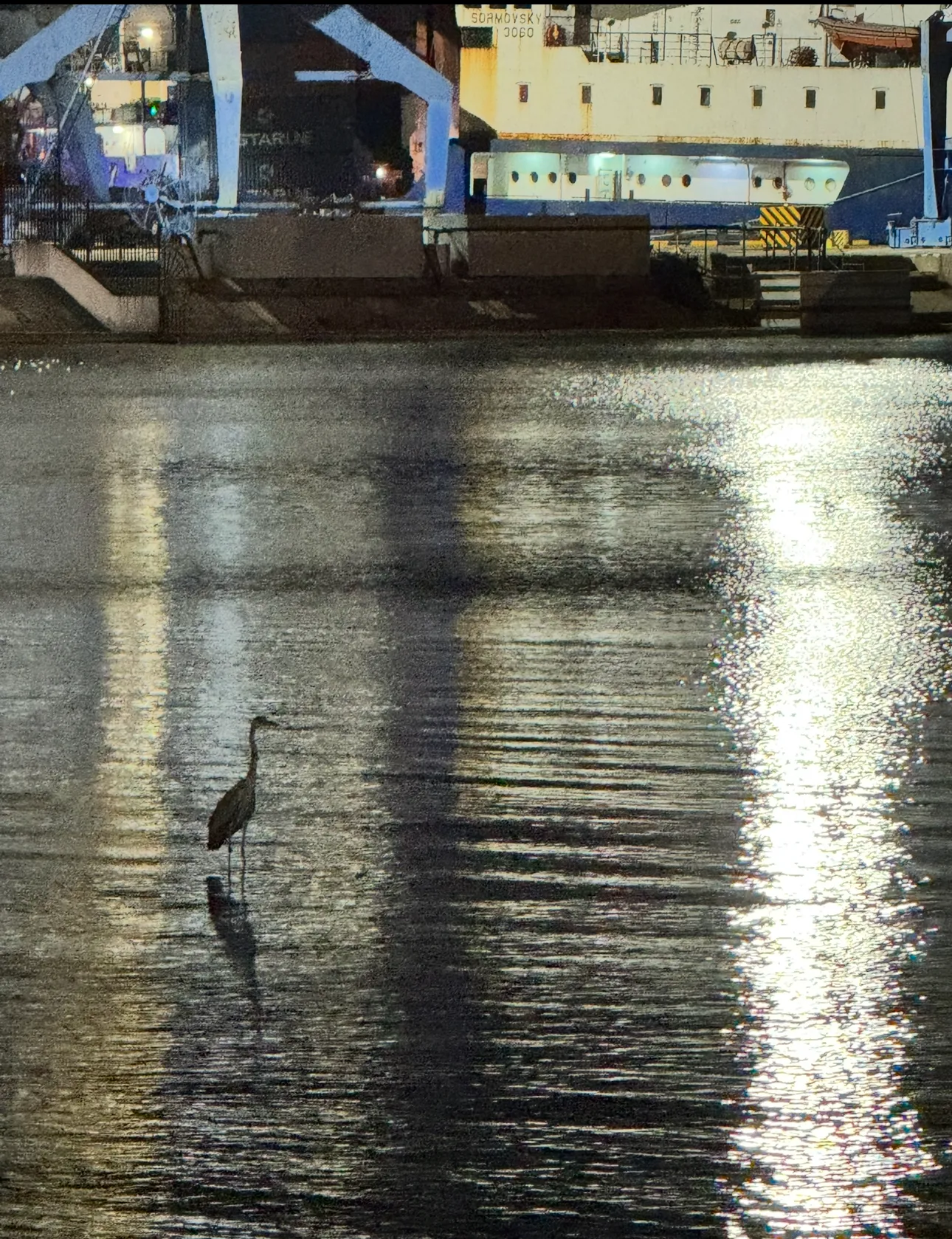 Ночная цапля