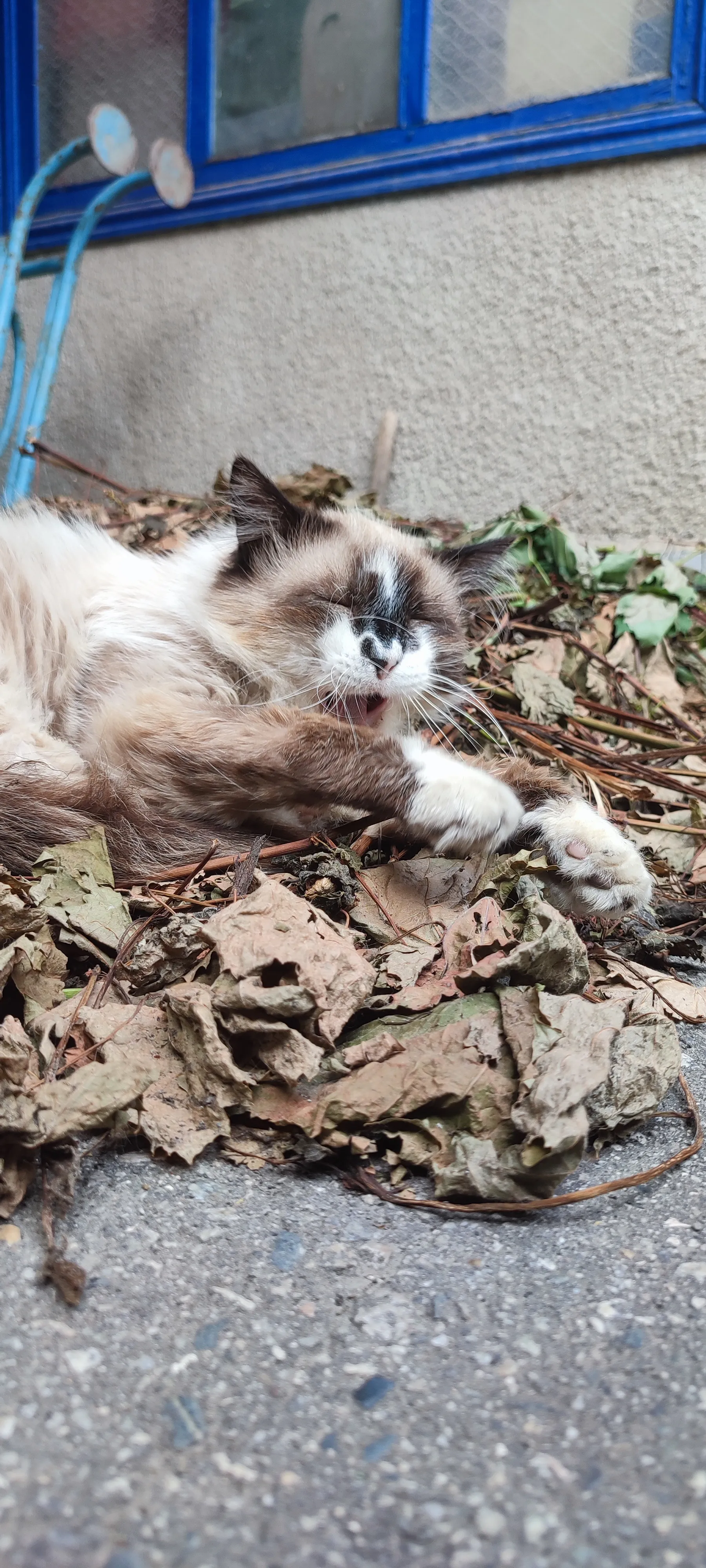 Зевота напала