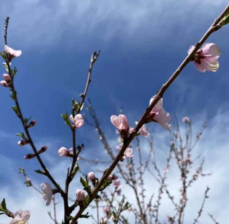 Хрупкость весны