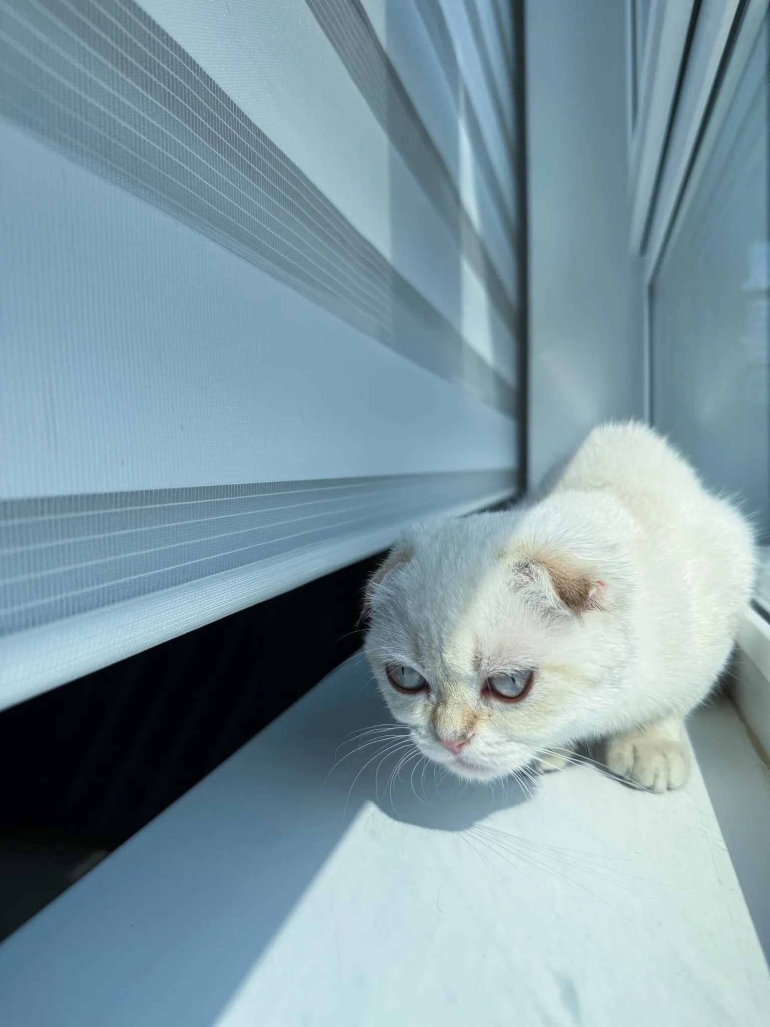 Маленький наблюдатель