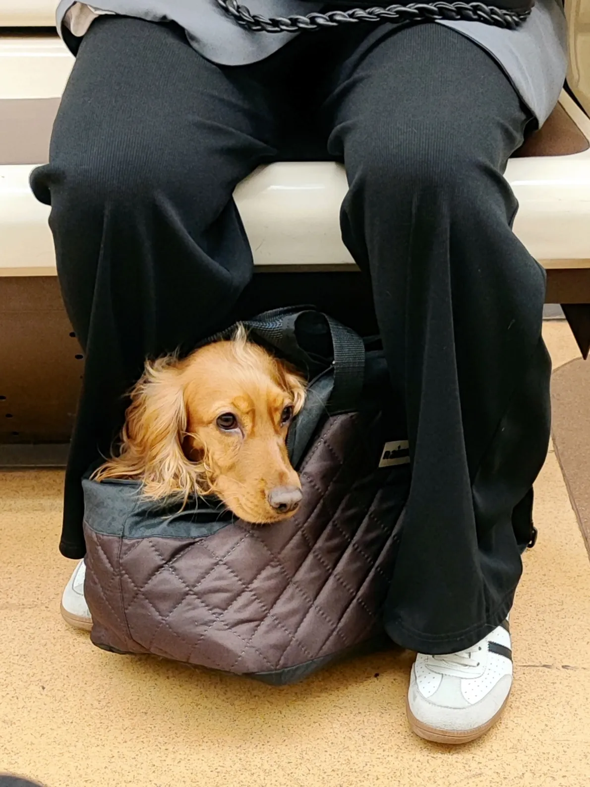 Верный друг