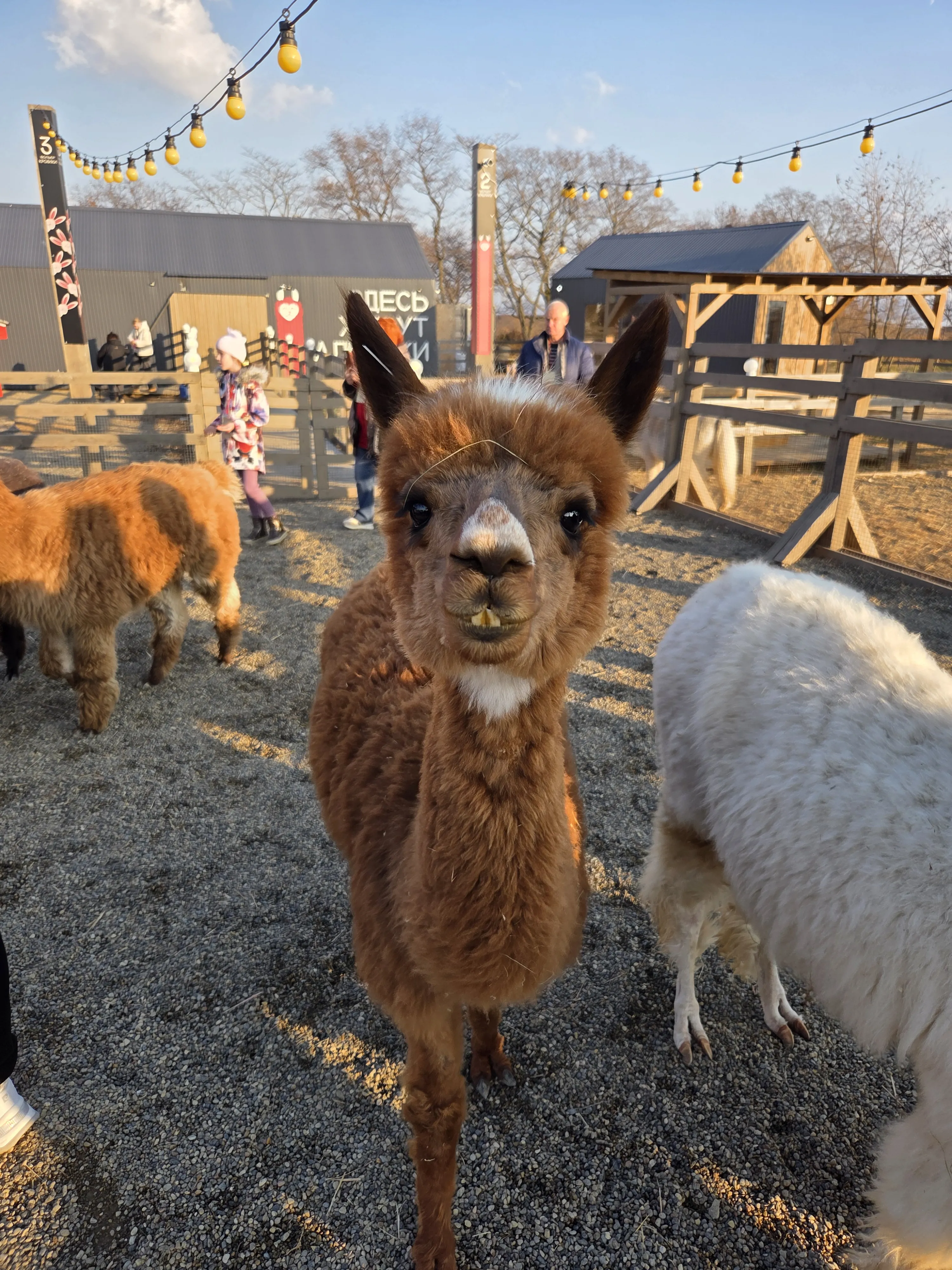 Живая природа