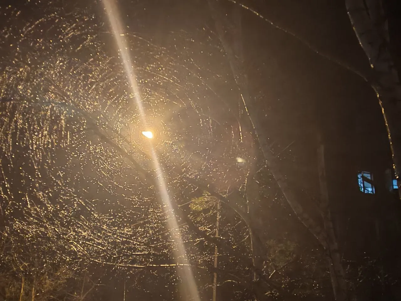 Всемирная сеть