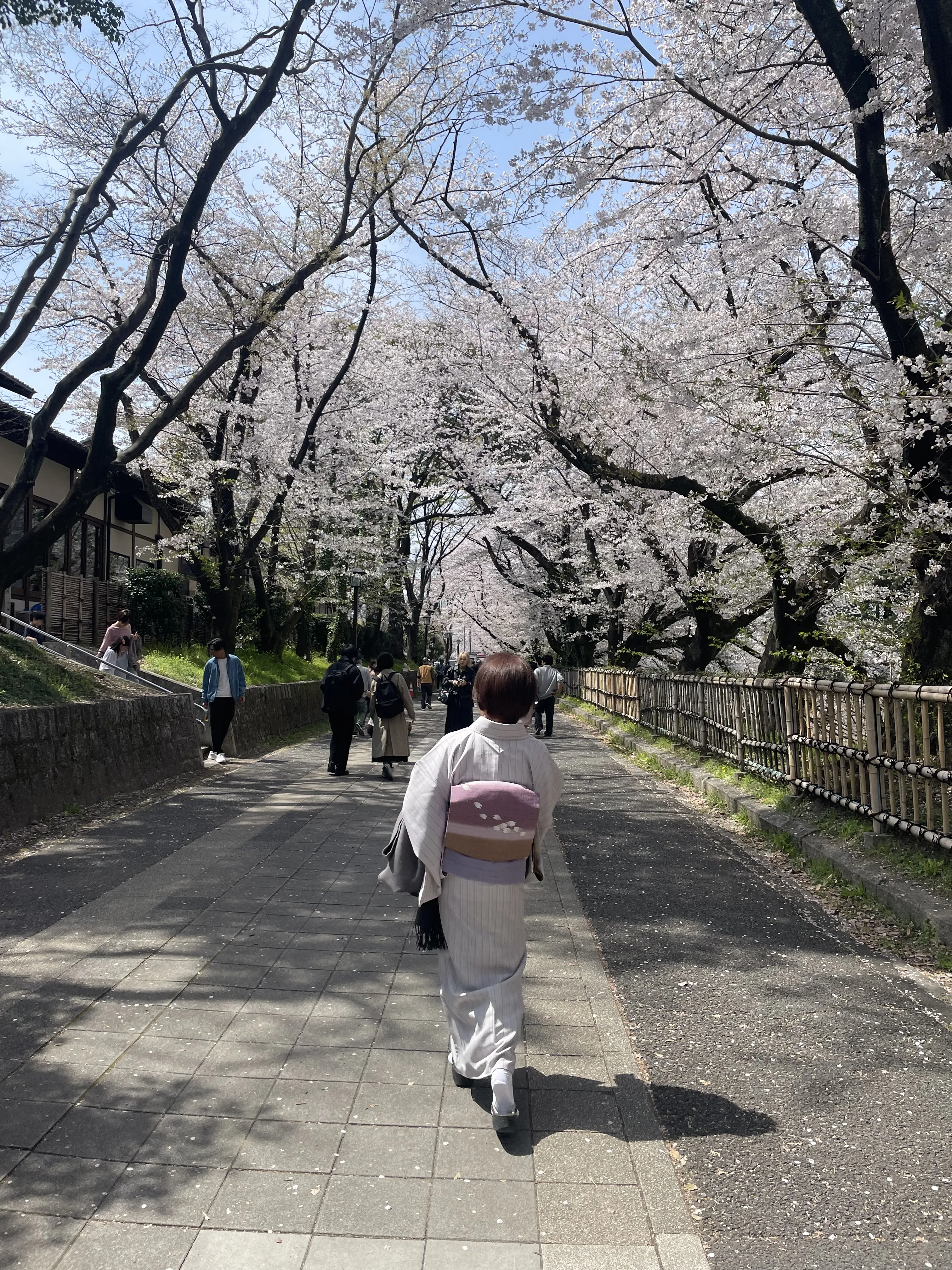 ханами-прогулка