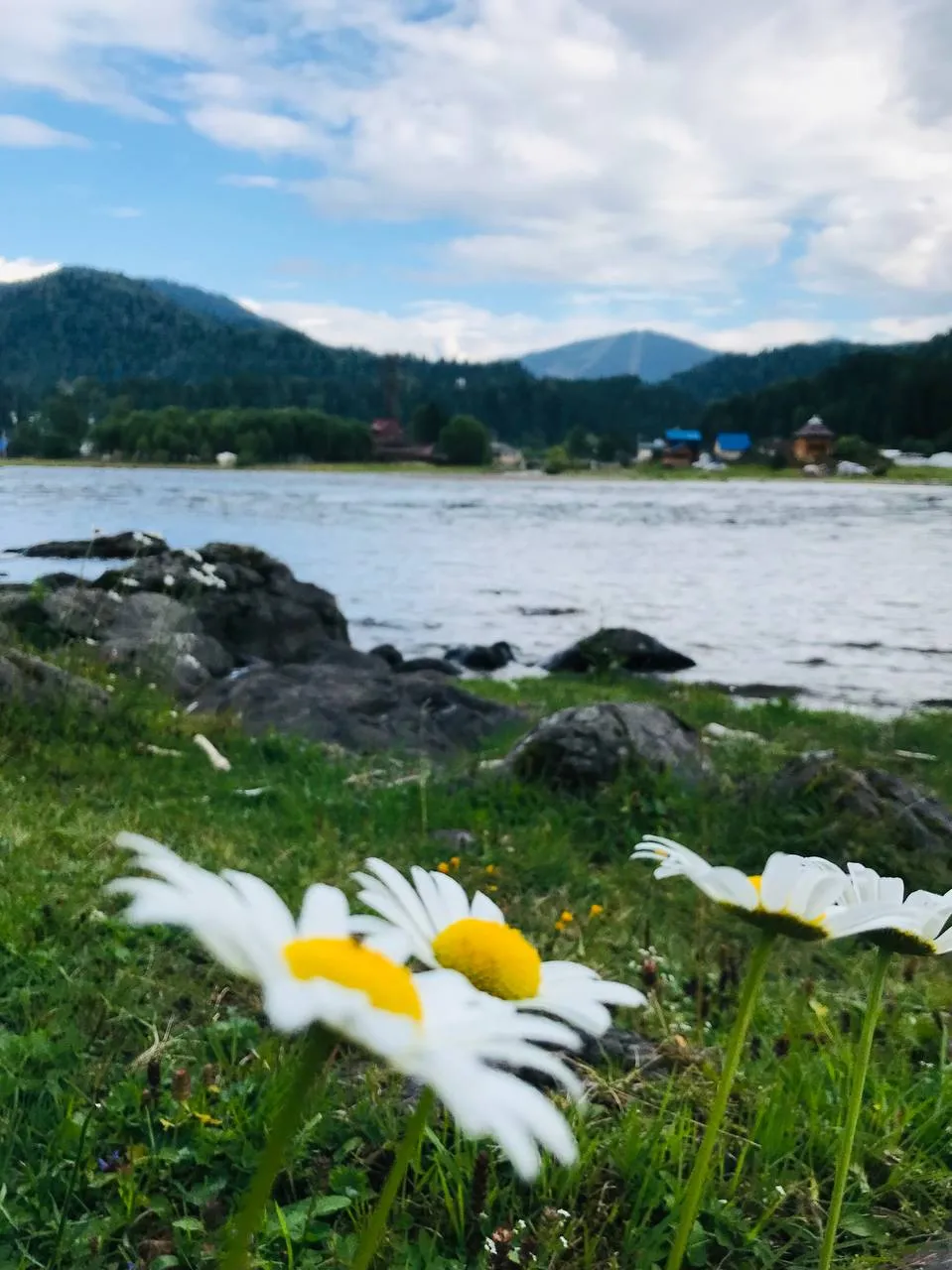 Любовь к Алтаю