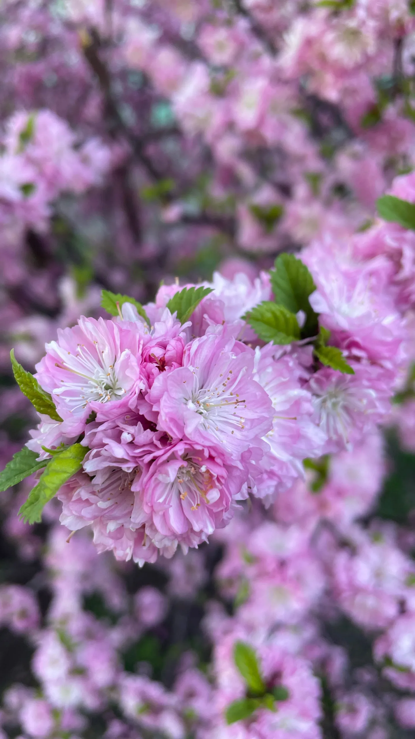 Весна в каждом лепестке