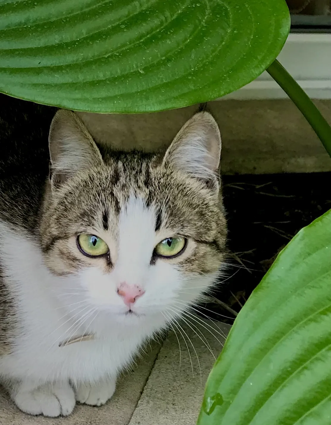 Кошачий глаз