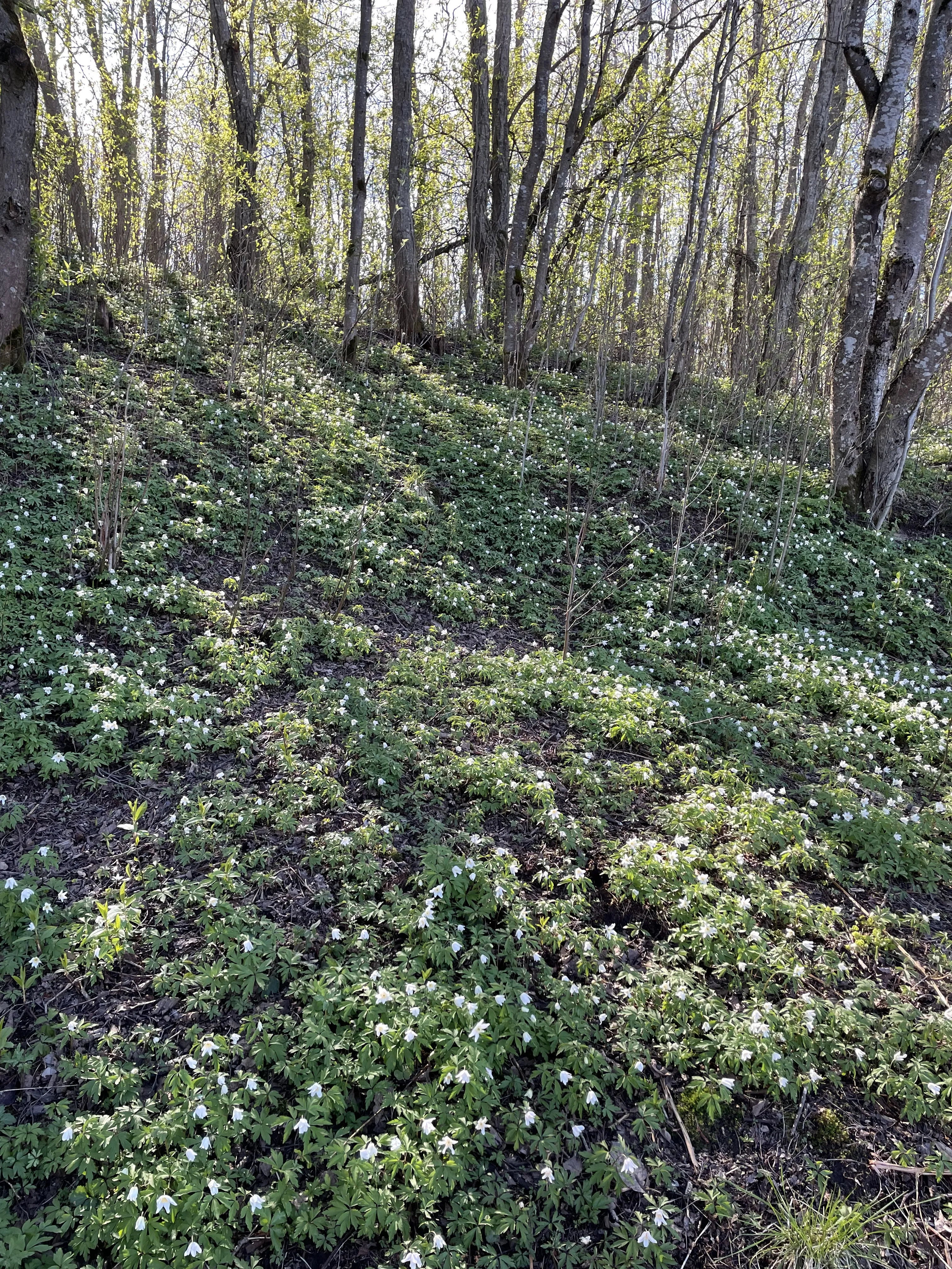 Пробуждение