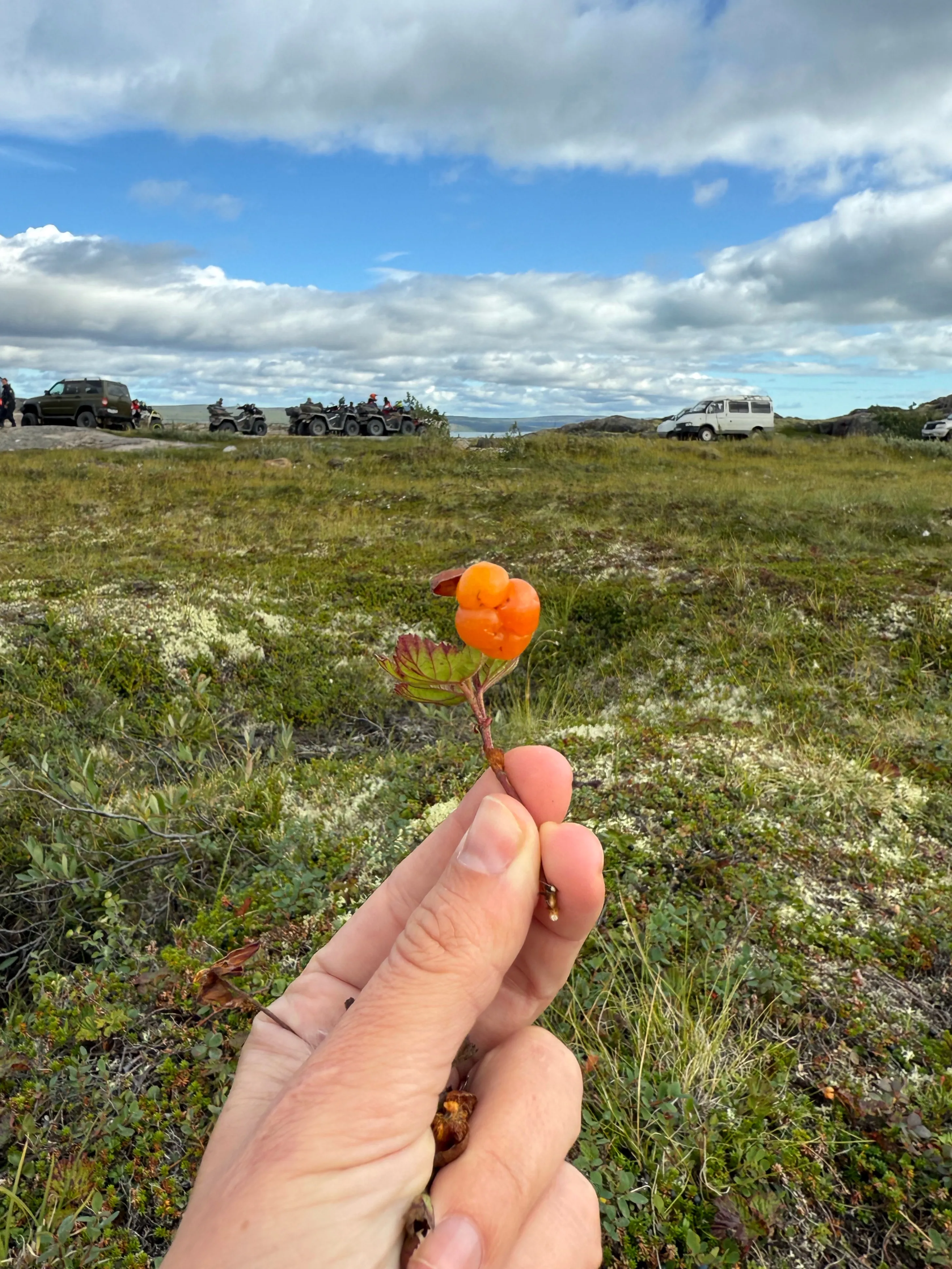 Подарок тундры