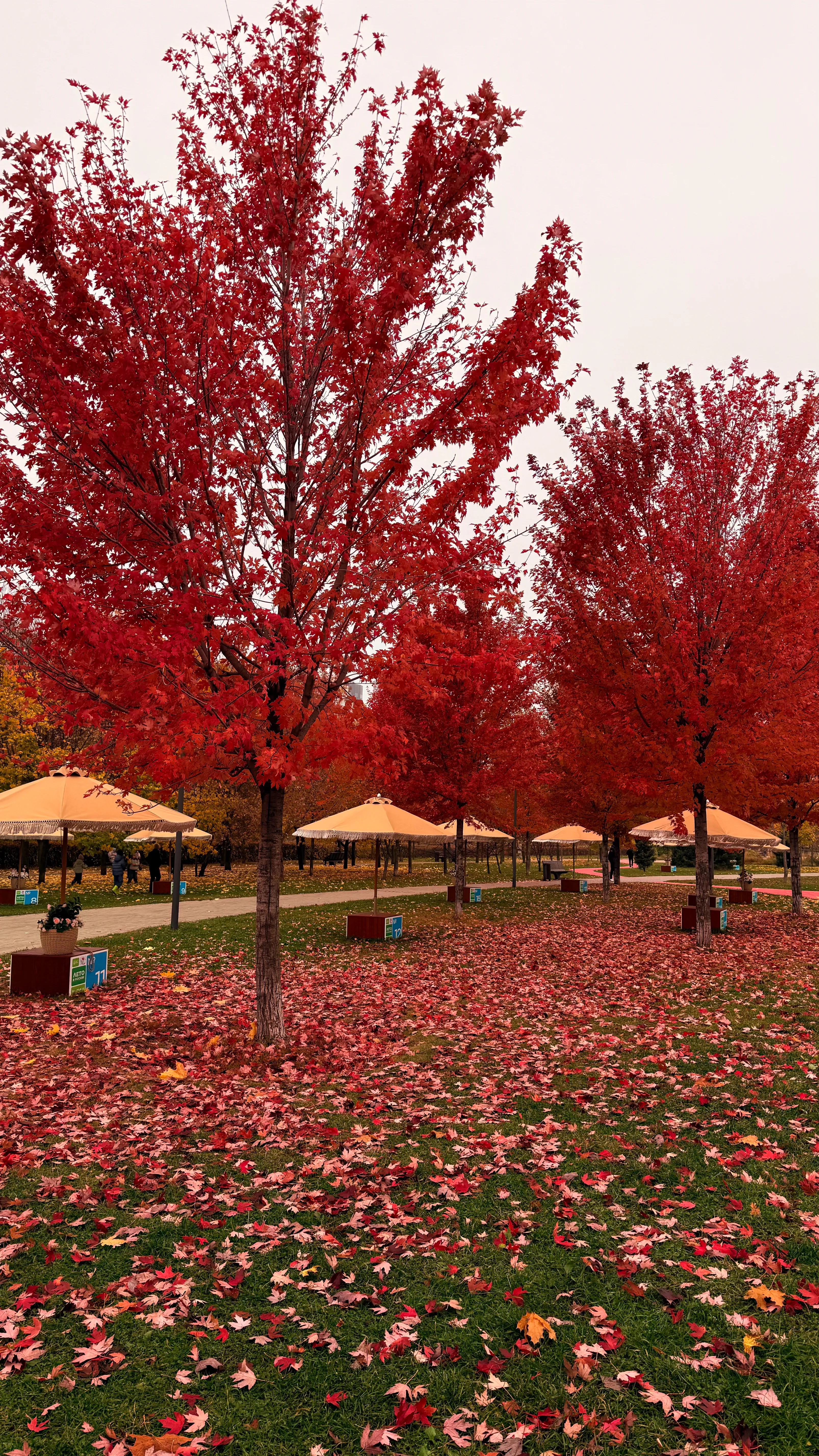 Кленовый курорт