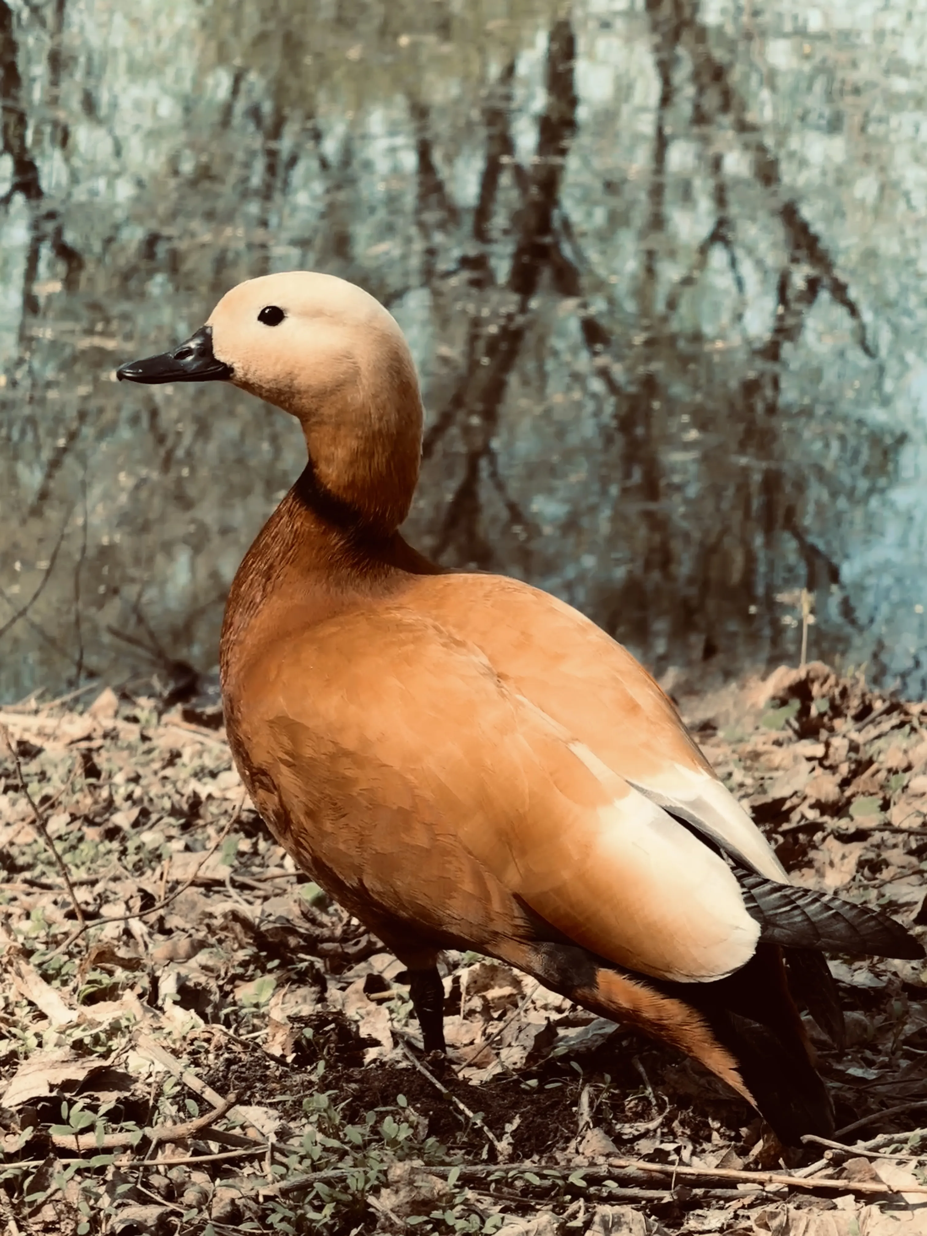 Мандаринка