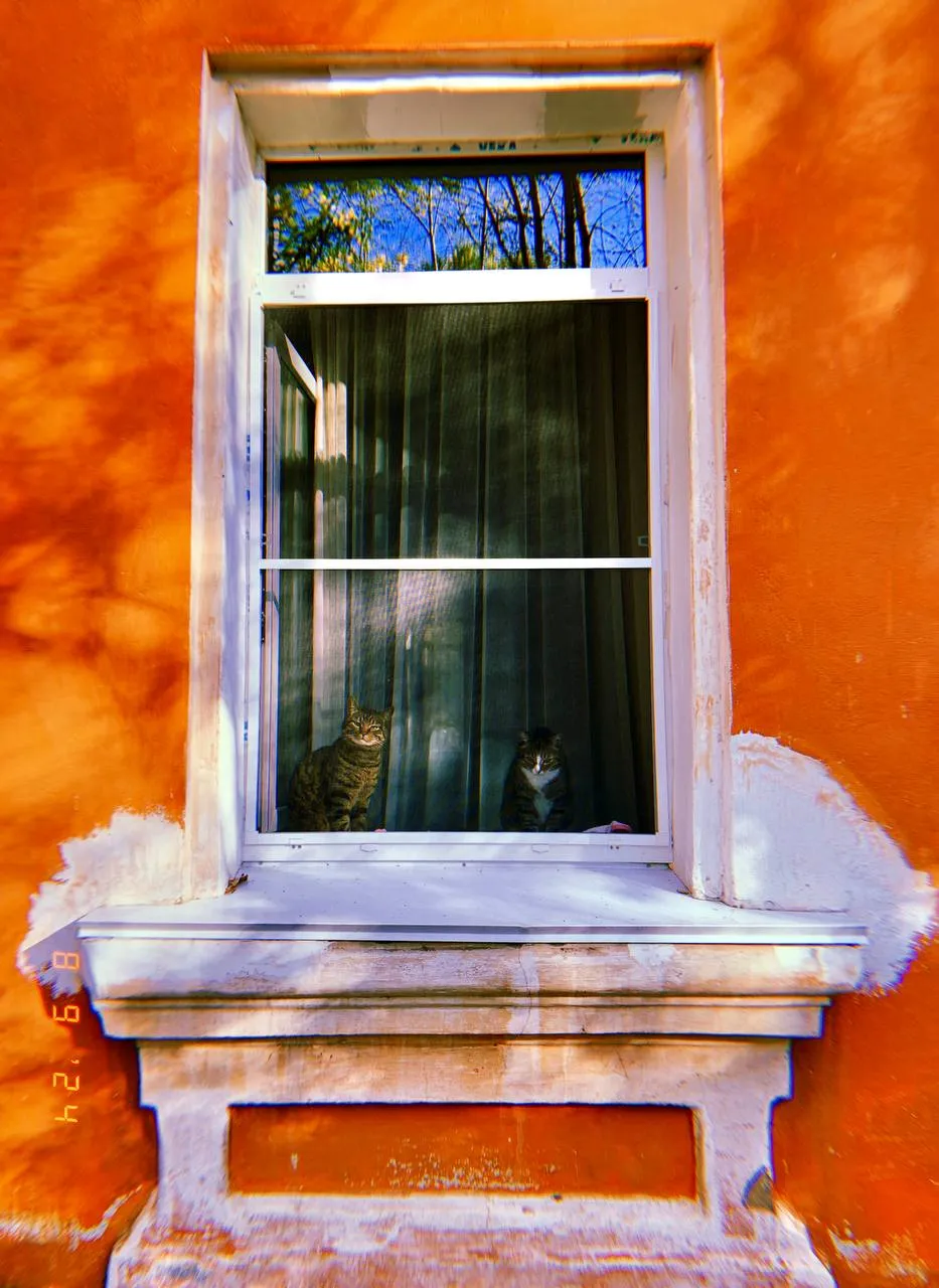 Два котокента